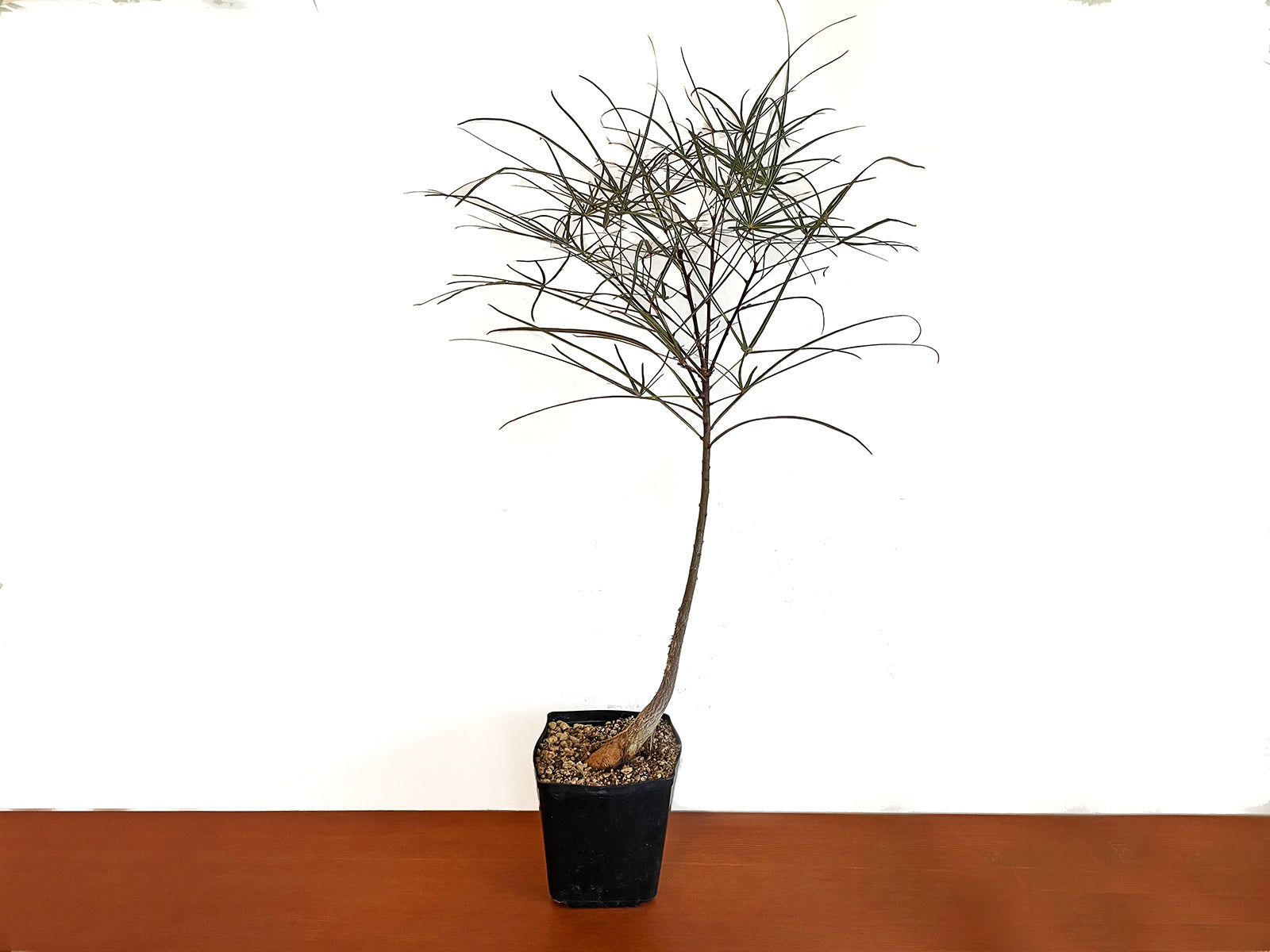Brachychiton rupestris – Public Land Store