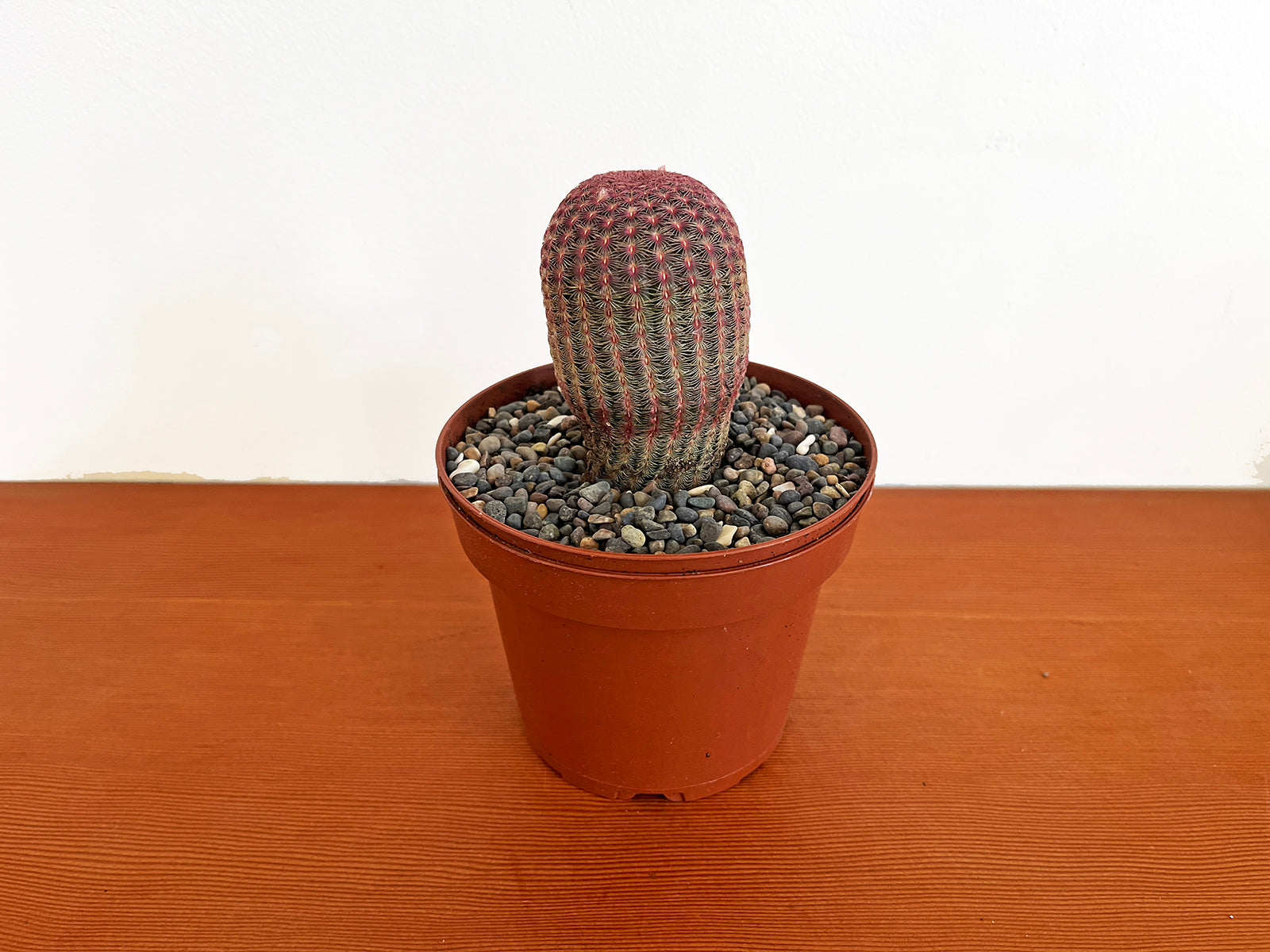 Echinocereus rigidissimus v. rubispinus