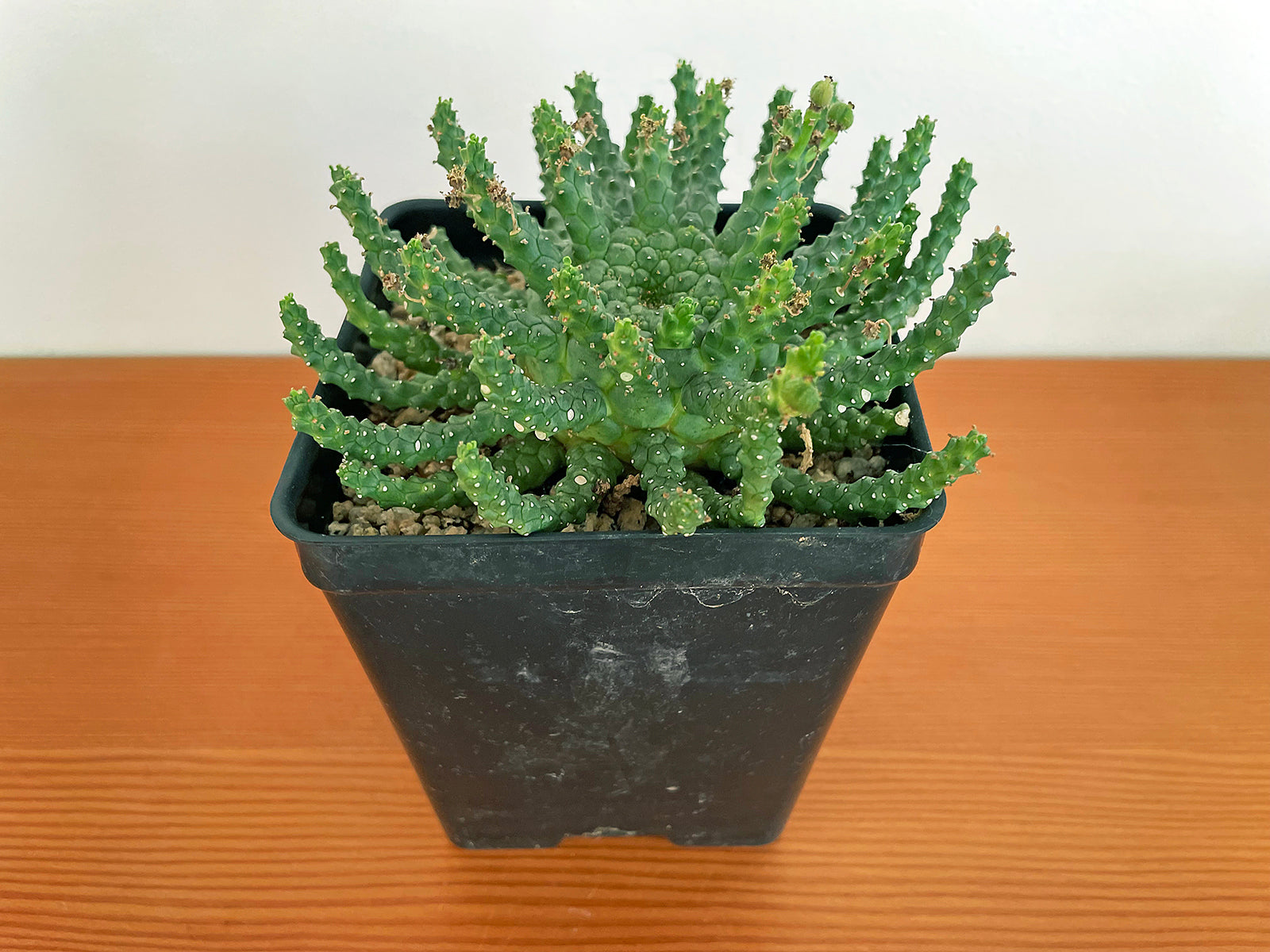 succulent medusa plant Euphorbia medusa 'mini hybrid'