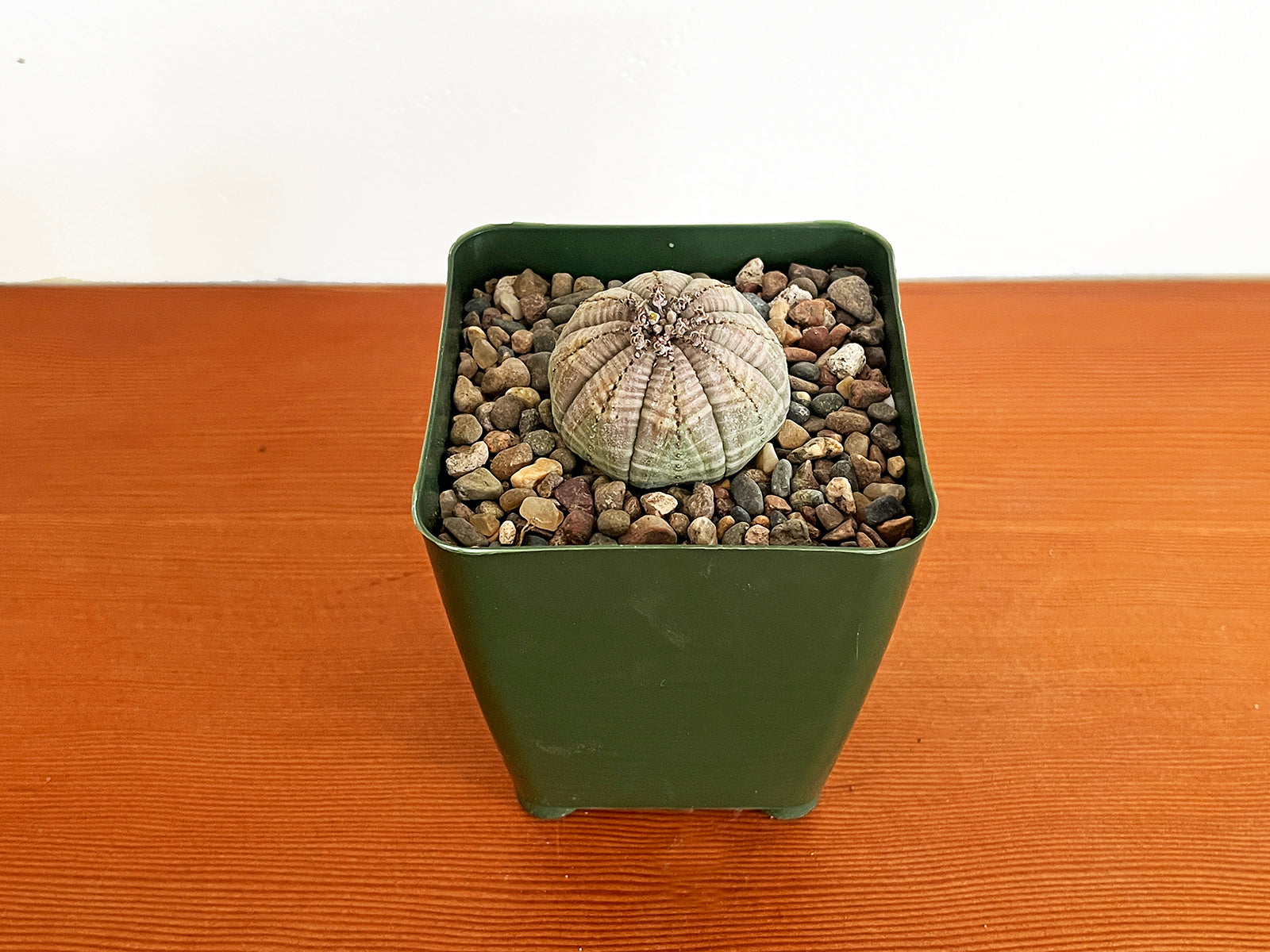 obesa succulent Euphorbia Obesa (Female) – Public Land Store