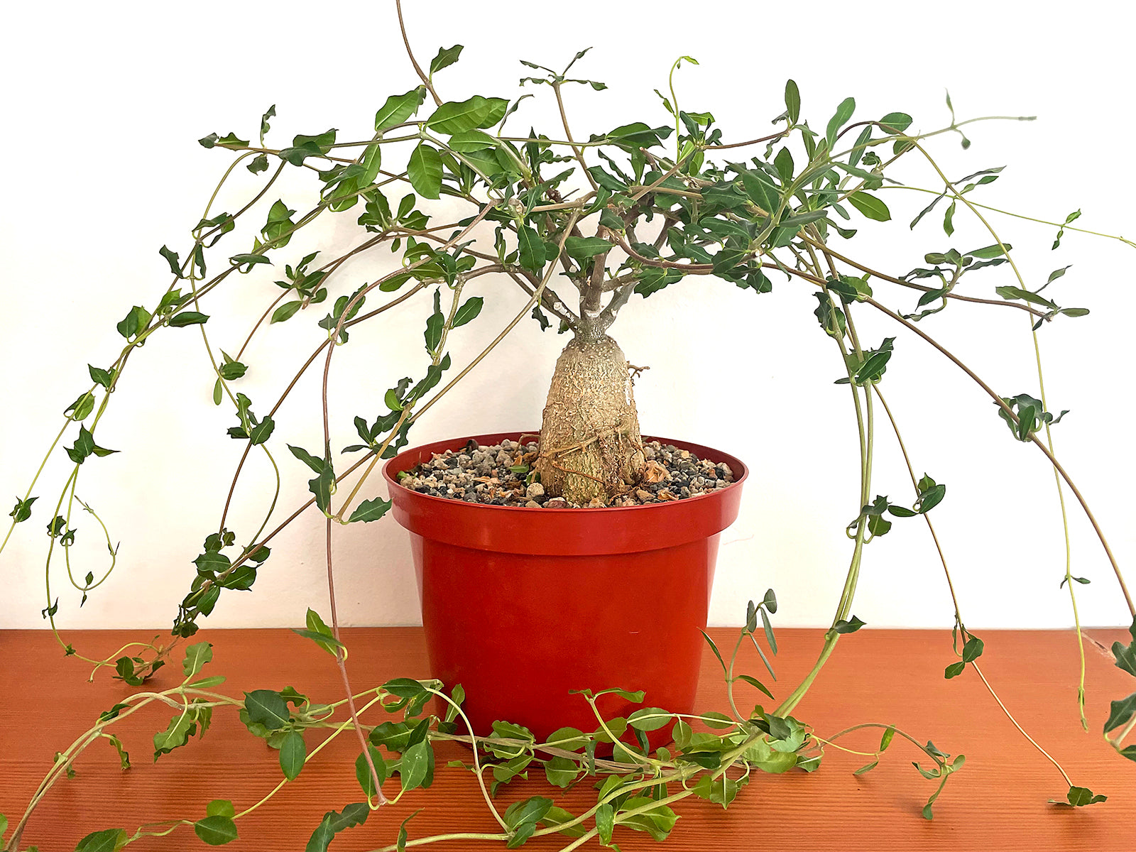 fockea edulis bonsai Fockea edulis