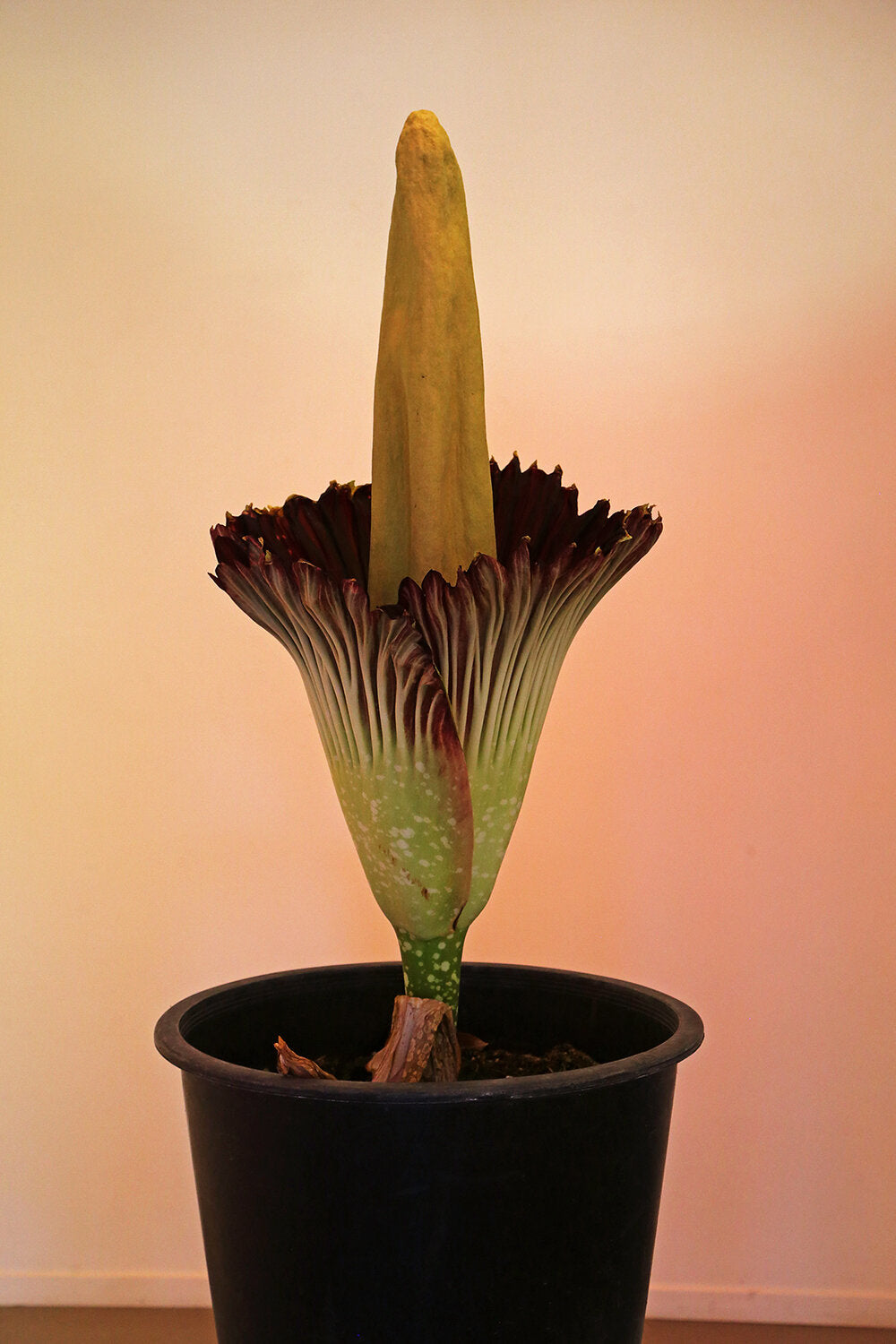 Amorphophallus titanum AKA corpse flower bloom