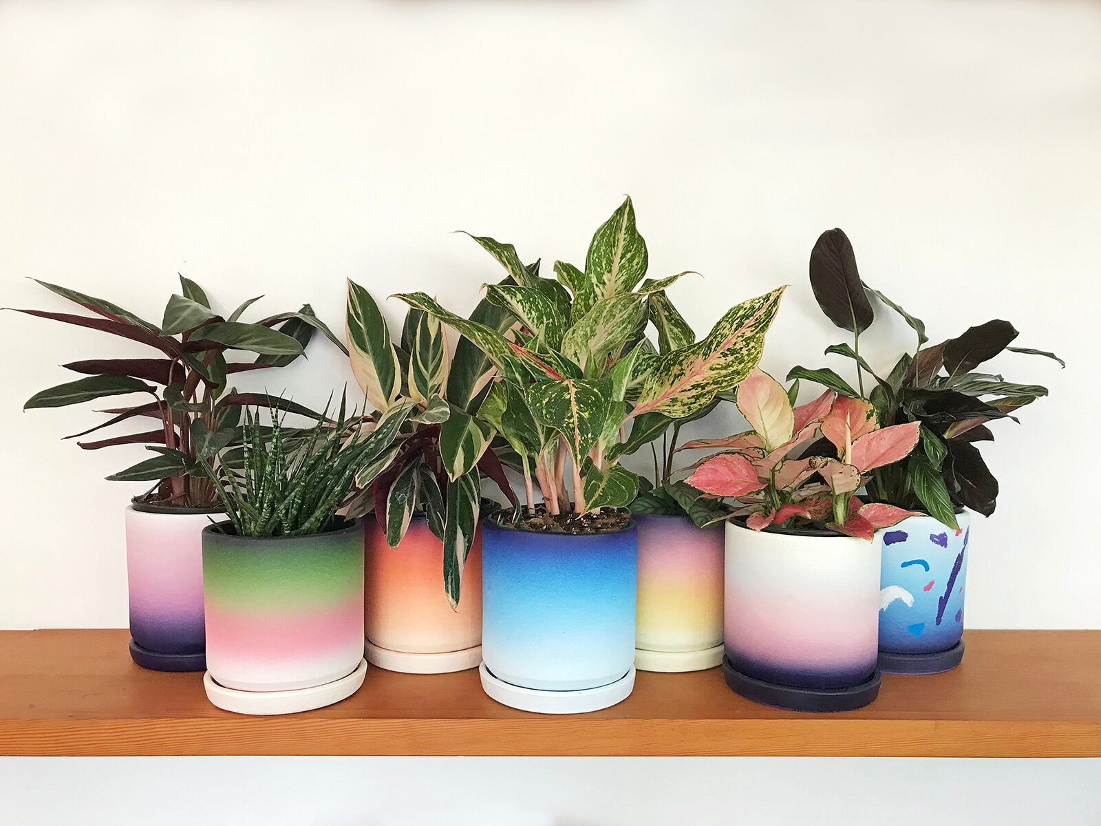 Limited Edition Maxwell McMaster Custom Planters