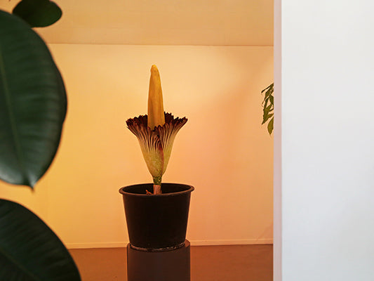 Amorphophallus titanum bloom