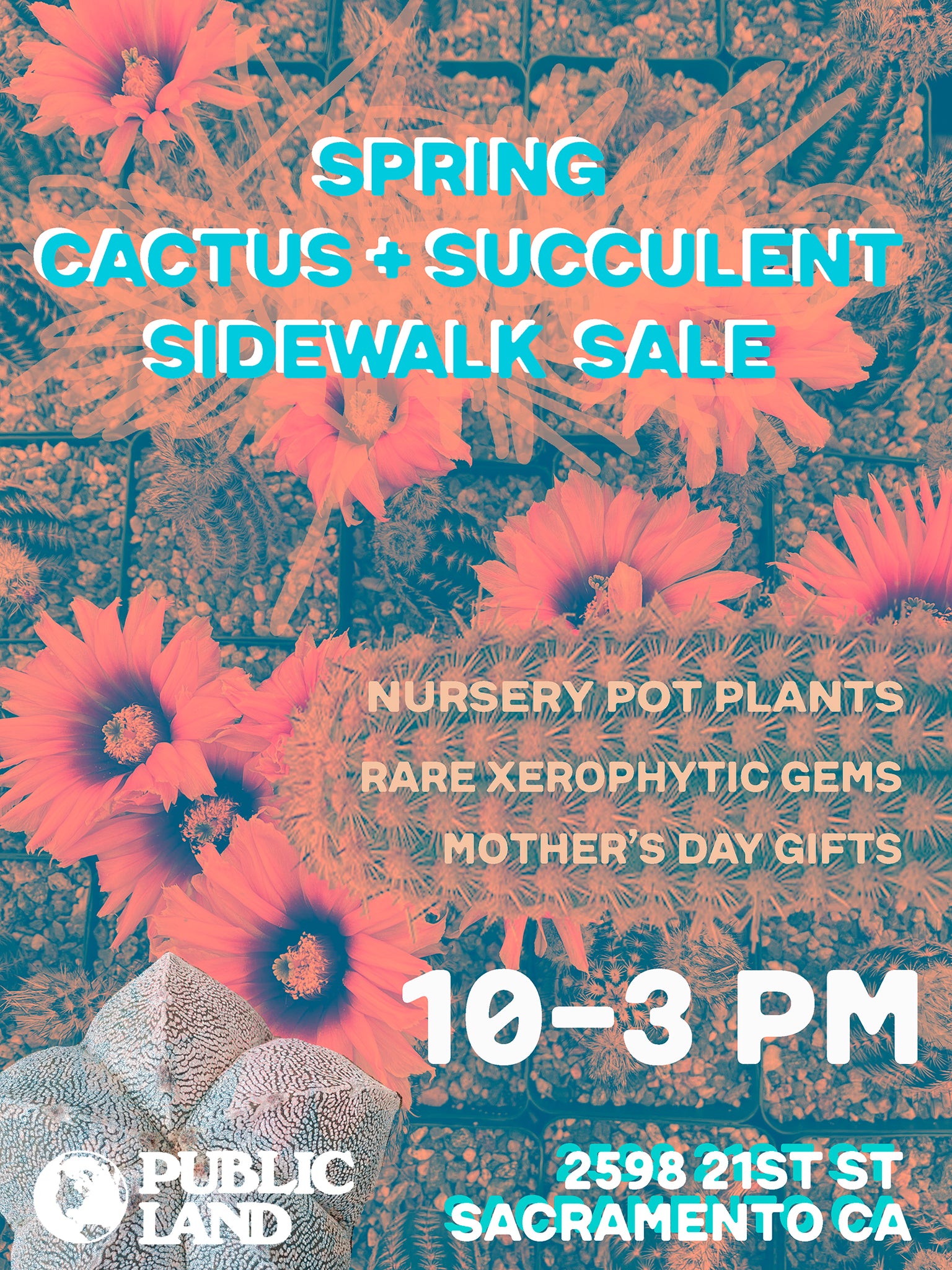 Spring Cactus/Succulent Sidewalk Sale + Better Half Bagel
