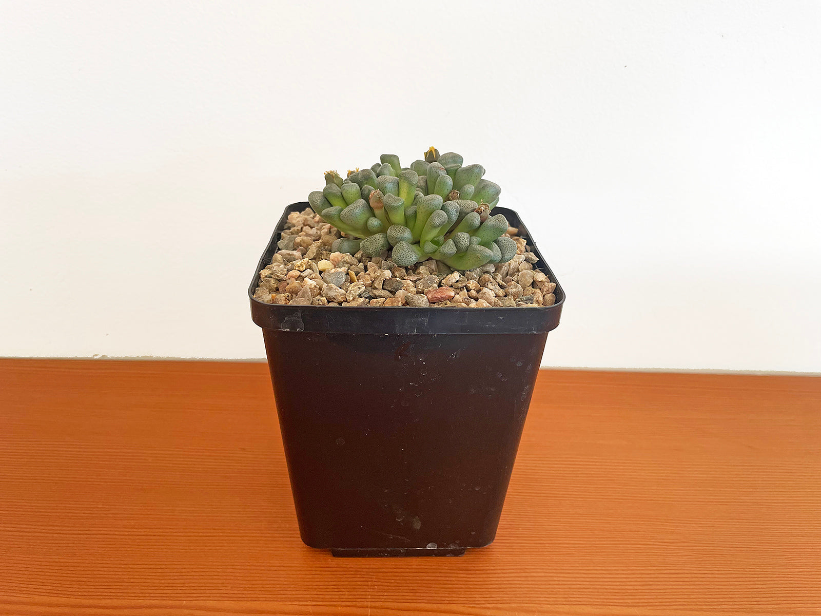 Aloinopsis Schooneesii