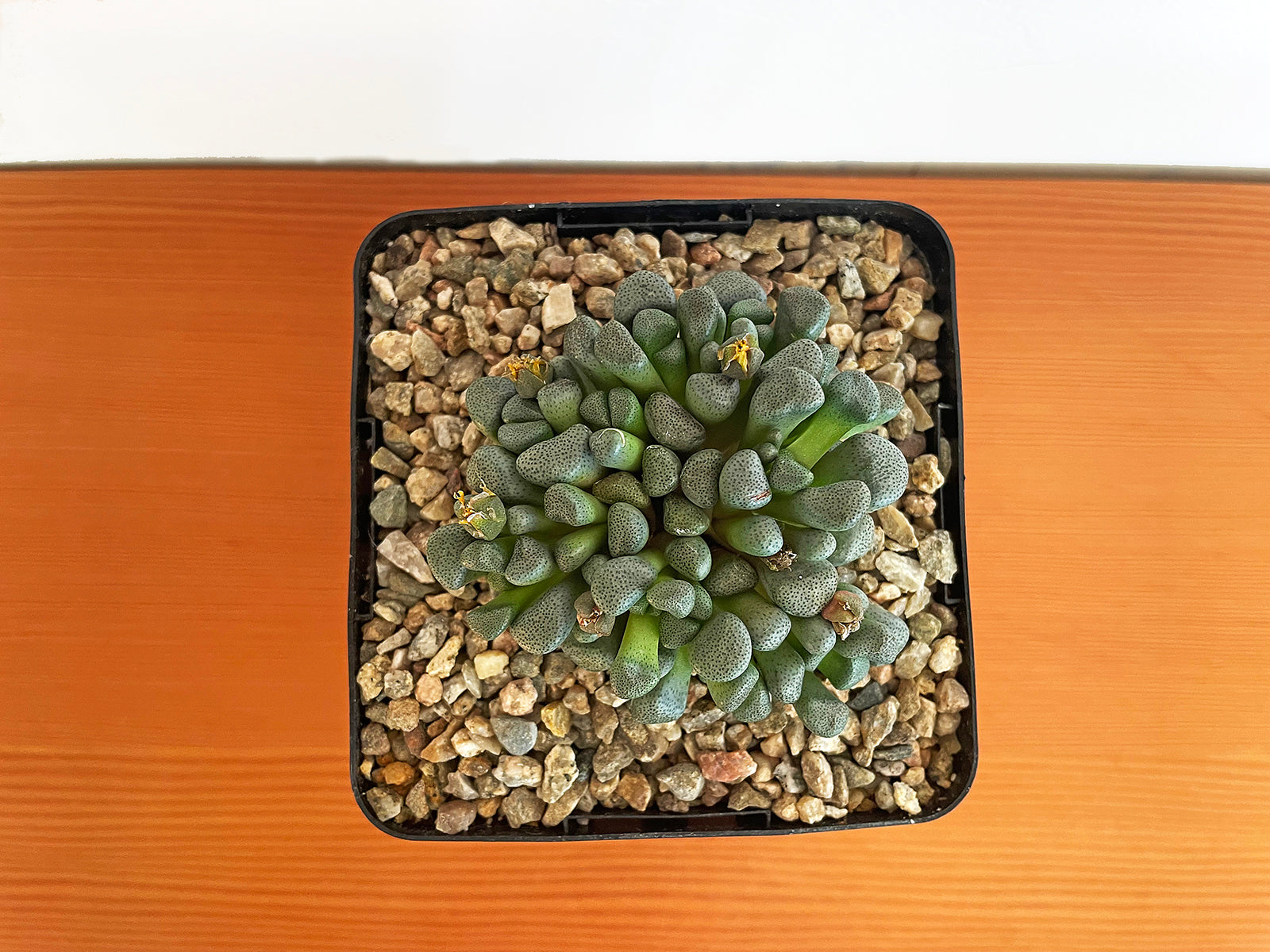 Aloinopsis Schooneesii
