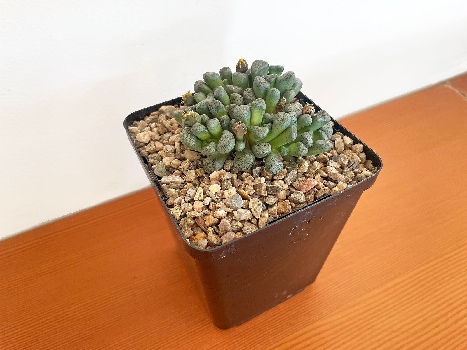Aloinopsis Schooneesii