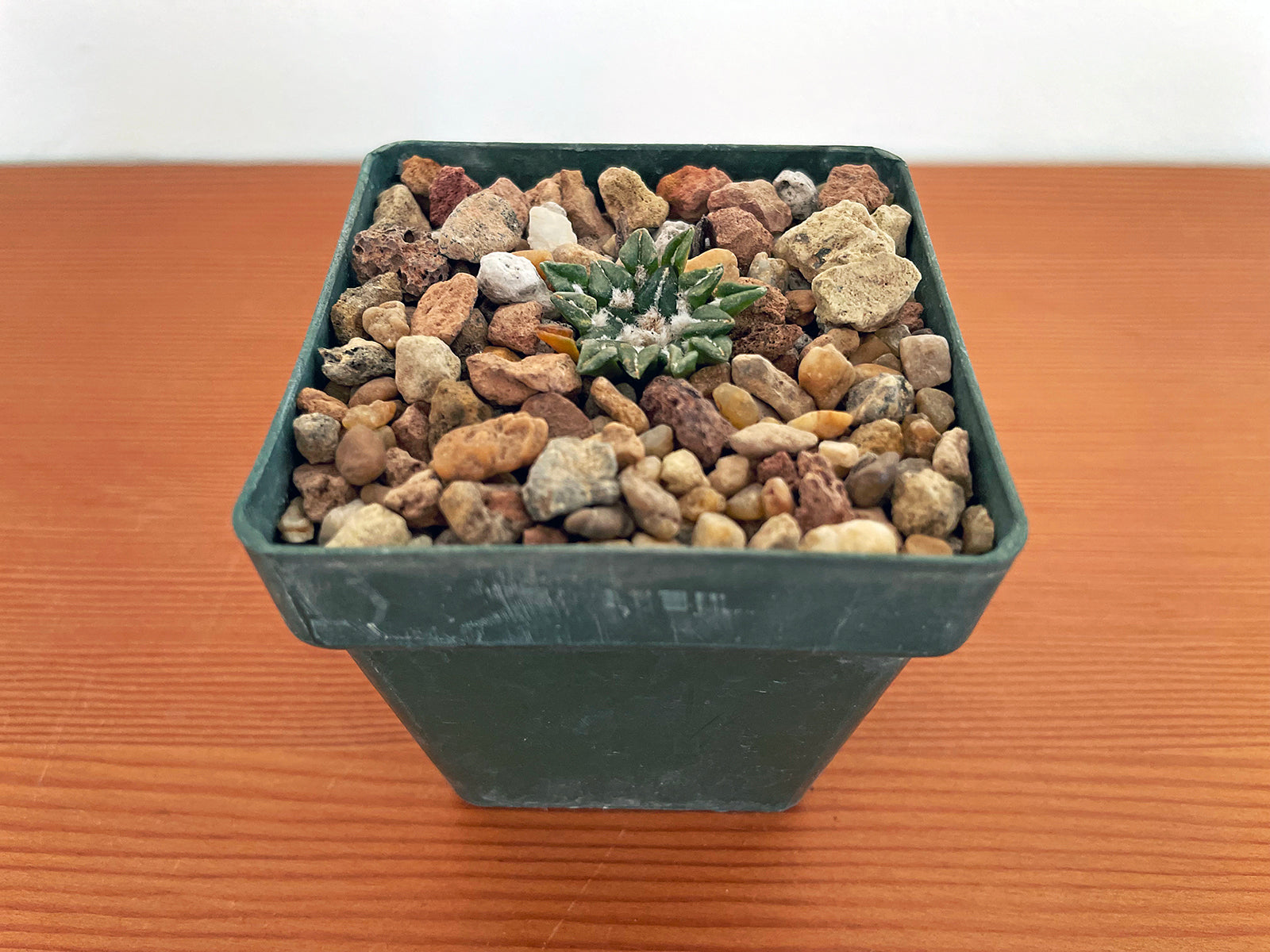 Ariocarpus kotschoubeyanus