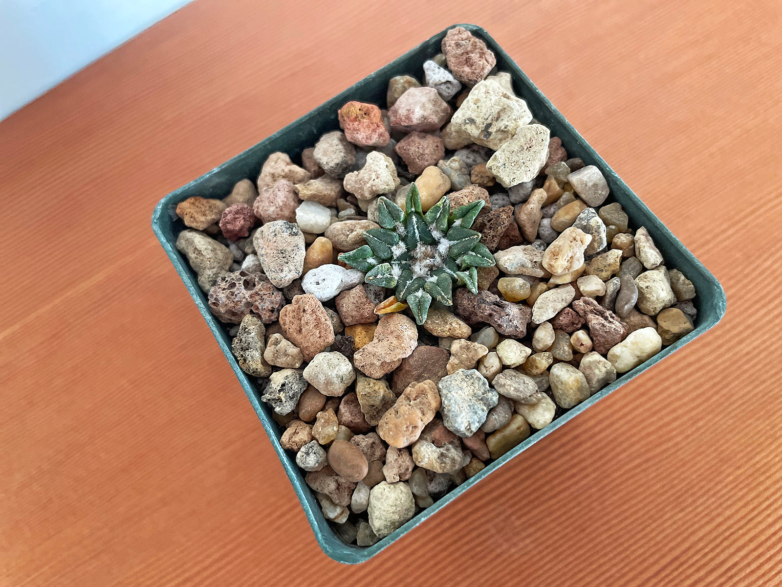 Ariocarpus kotschoubeyanus