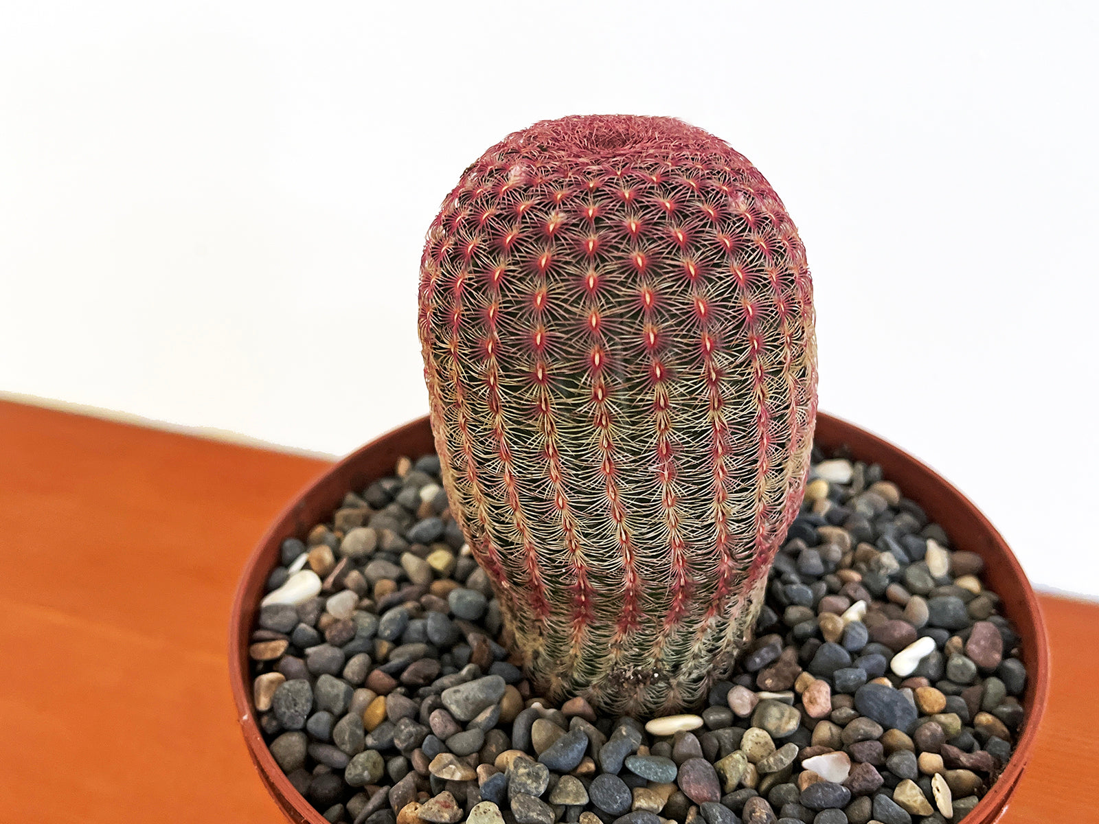 Echinocereus rigidissimus v. rubispinus