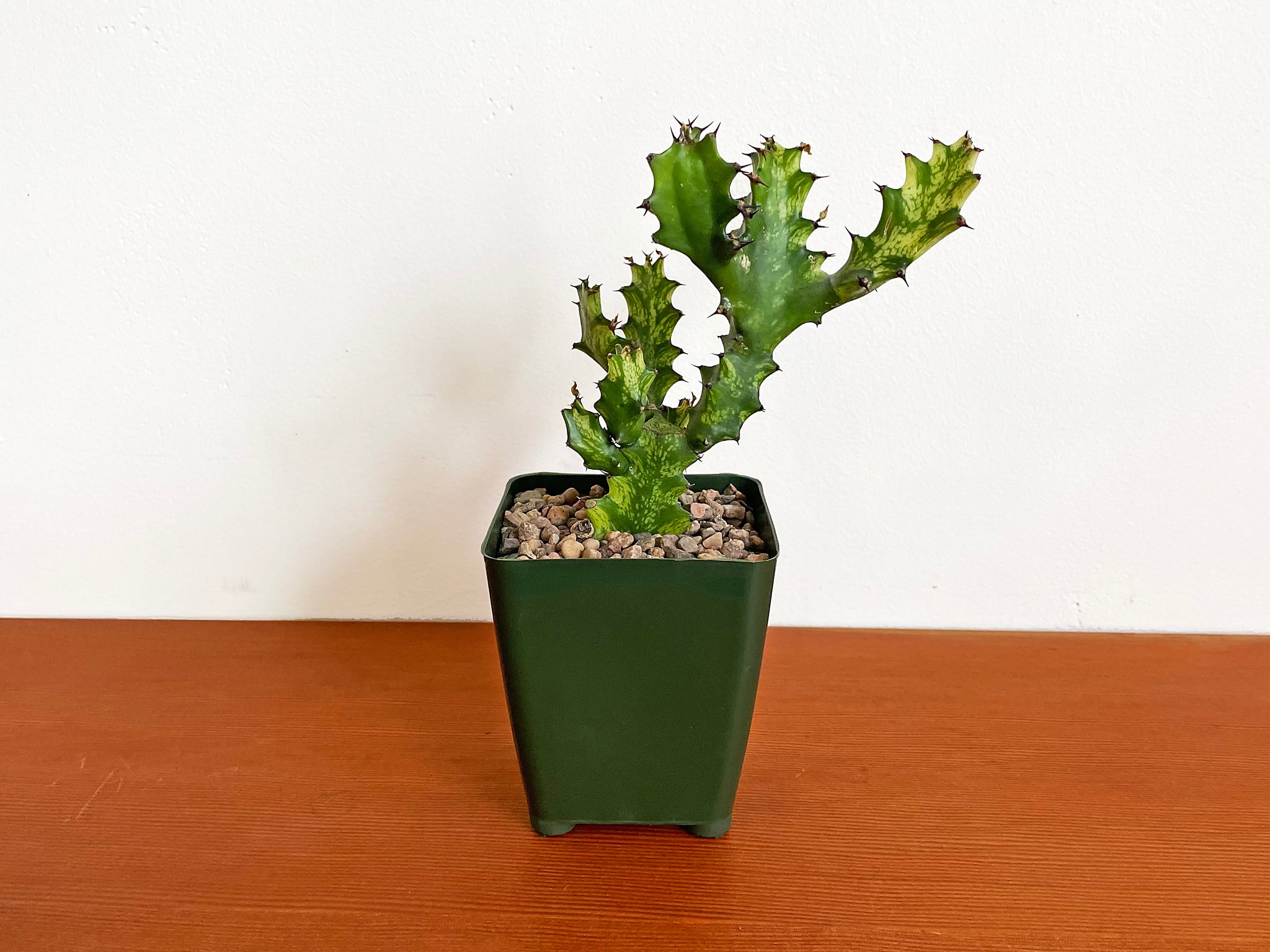 Euphorbia lactea variegated