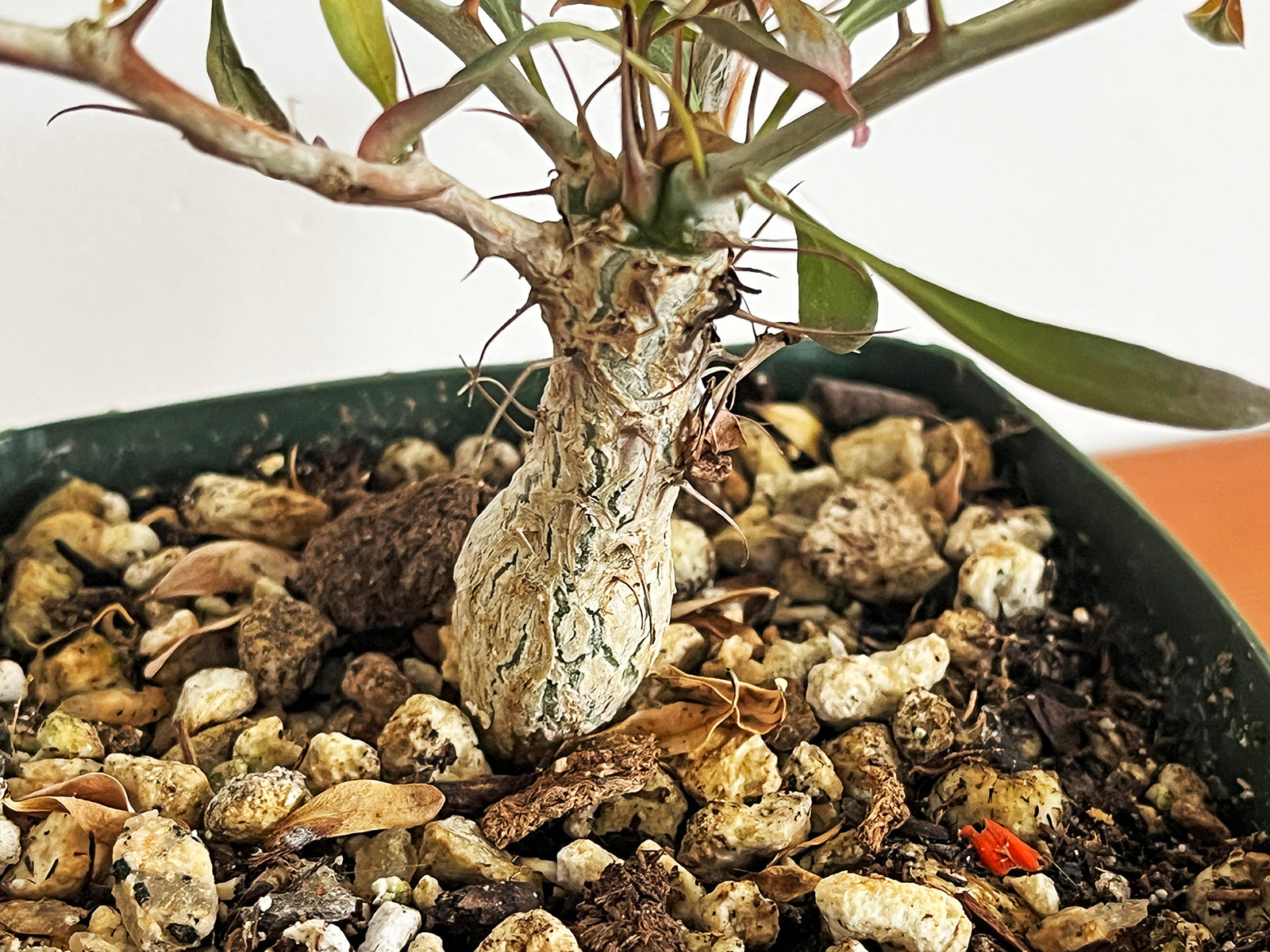 Fouquieria columnaris (Boojum Tree)