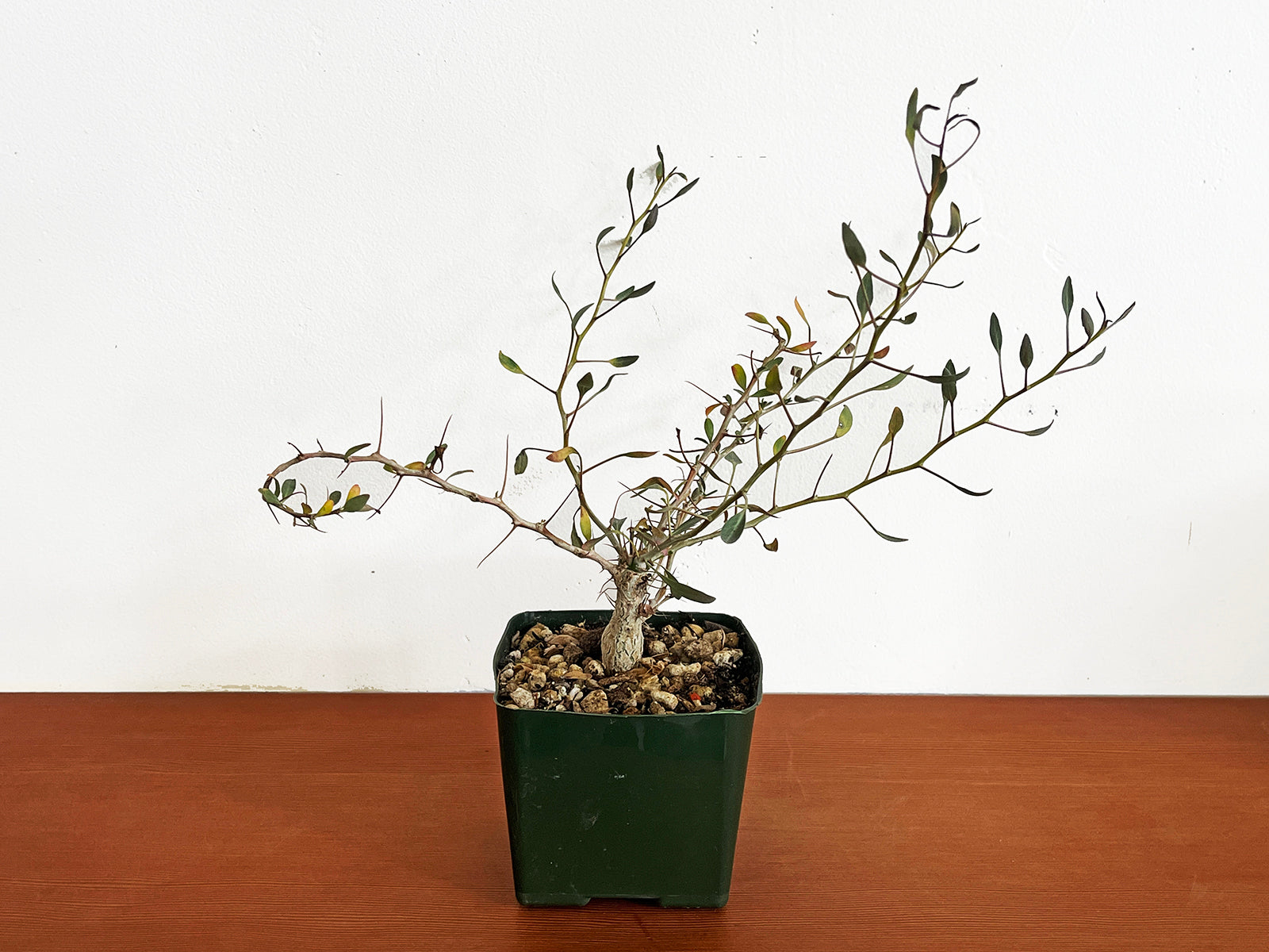 Fouquieria columnaris (Boojum Tree)