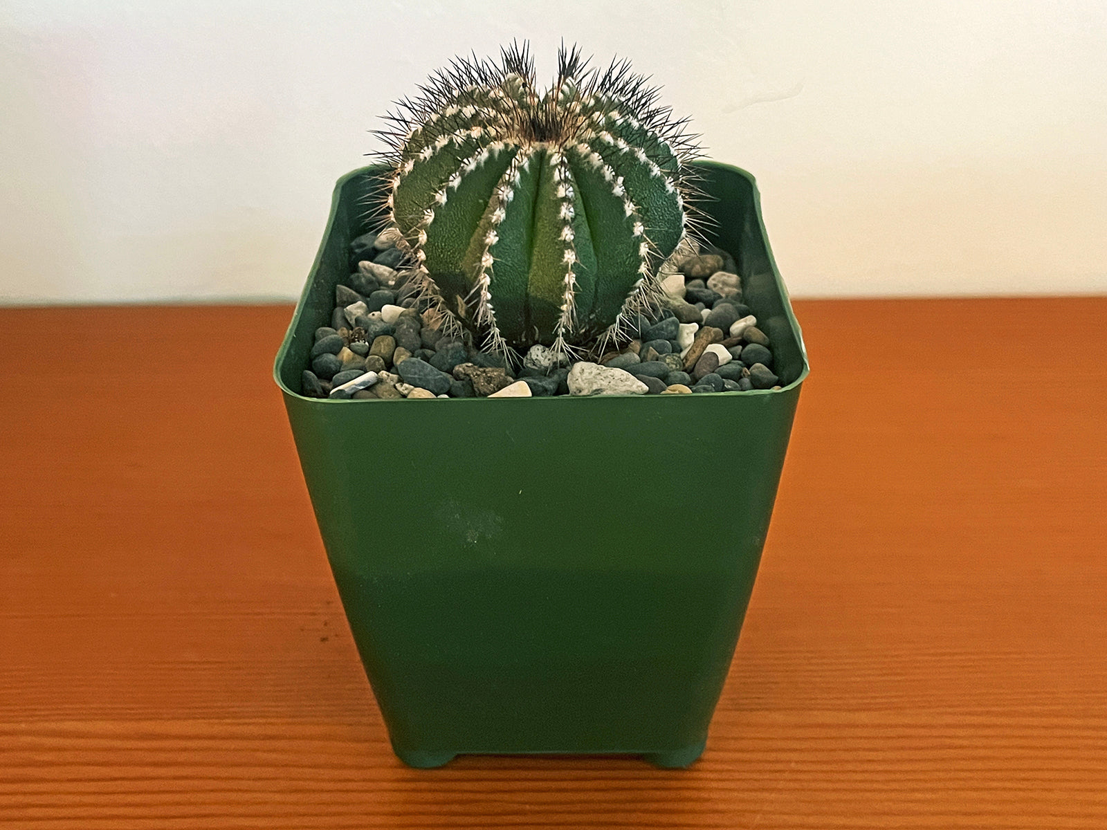 Uebelmannia pectinifera