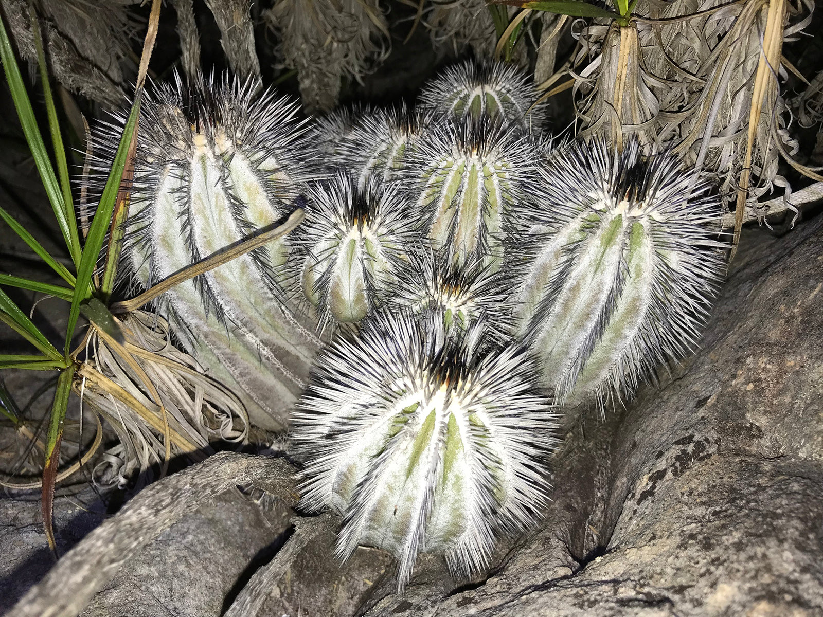 uebelmannia pectinifera variegata Uebelmannia pectinifera – Public Land Store