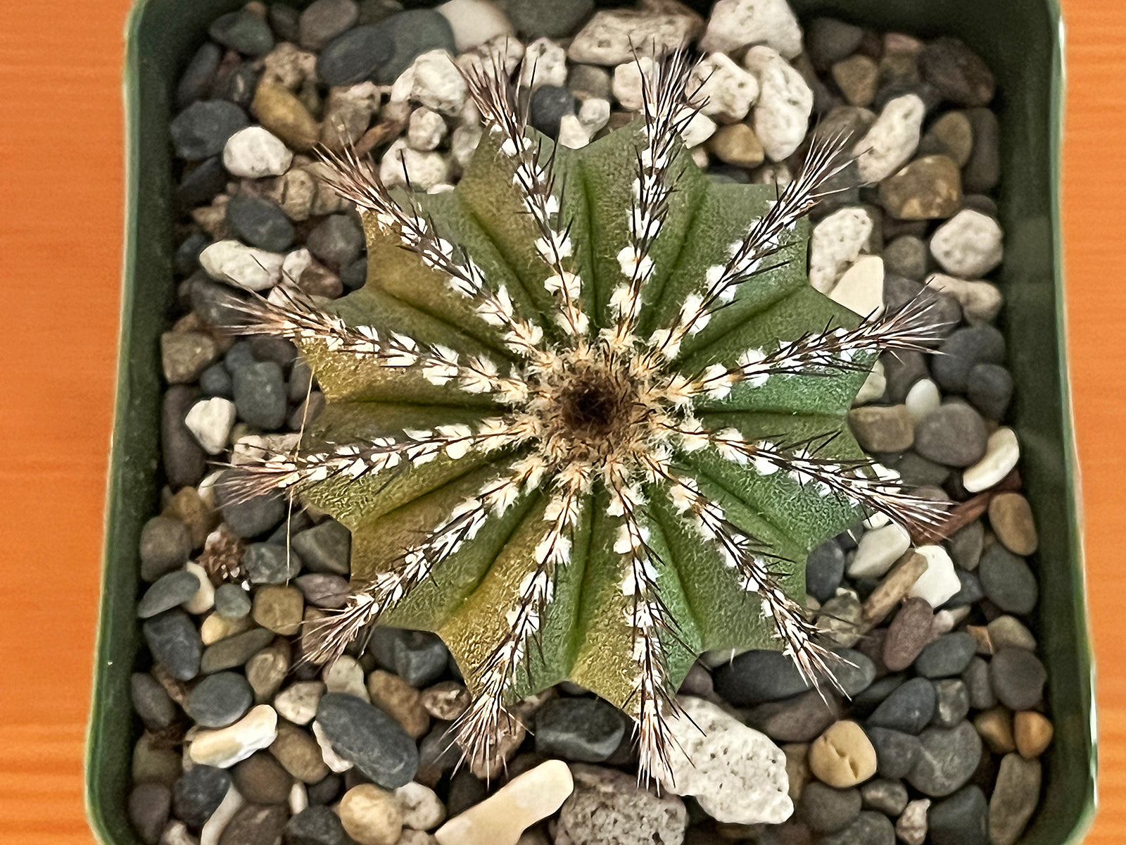 uebelmannia pectinifera variegata Uebelmannia pectinifera – Public Land Store