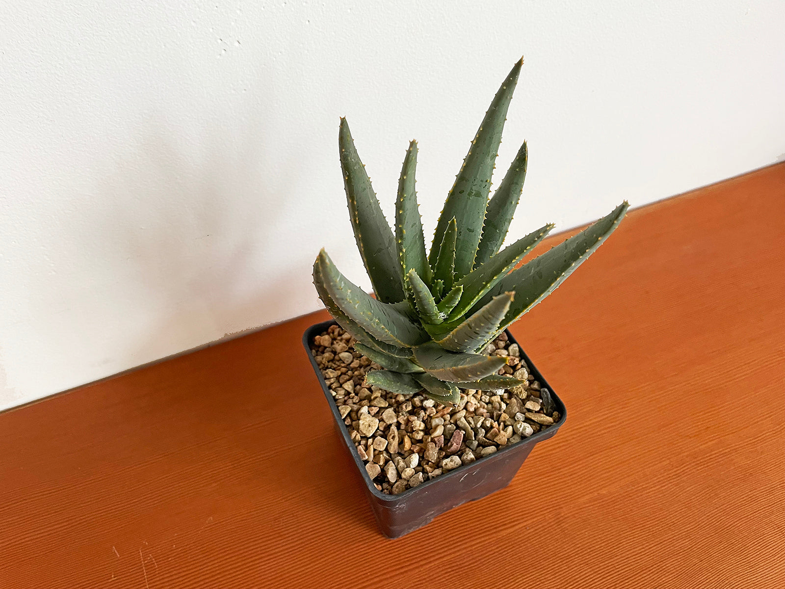 Aloe dichotoma