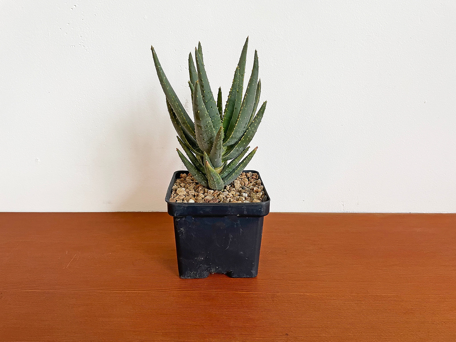 Aloe dichotoma