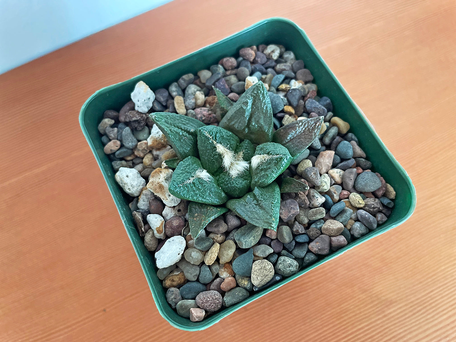 Ariocarpus fissuratus cv. Godzilla
