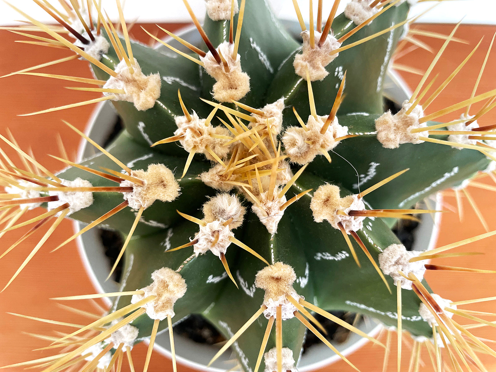 Astrophytum ornatum (specimen)