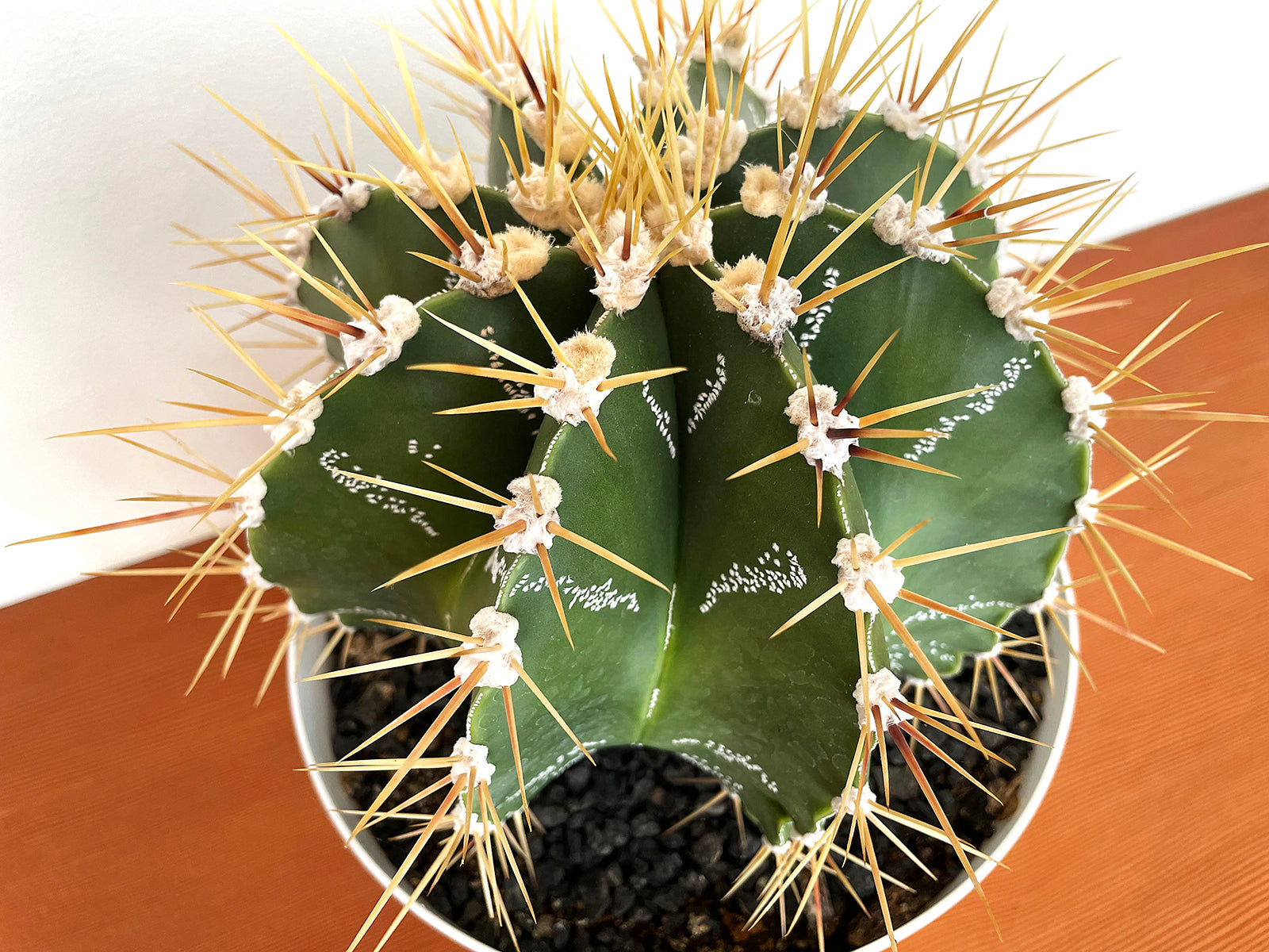 Astrophytum ornatum (specimen) – Public Land Store