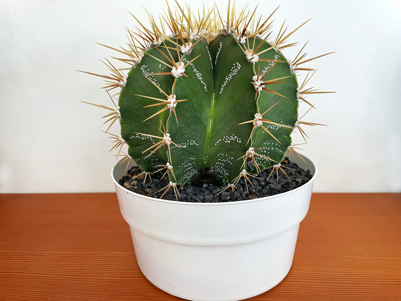 Astrophytum ornatum (specimen)