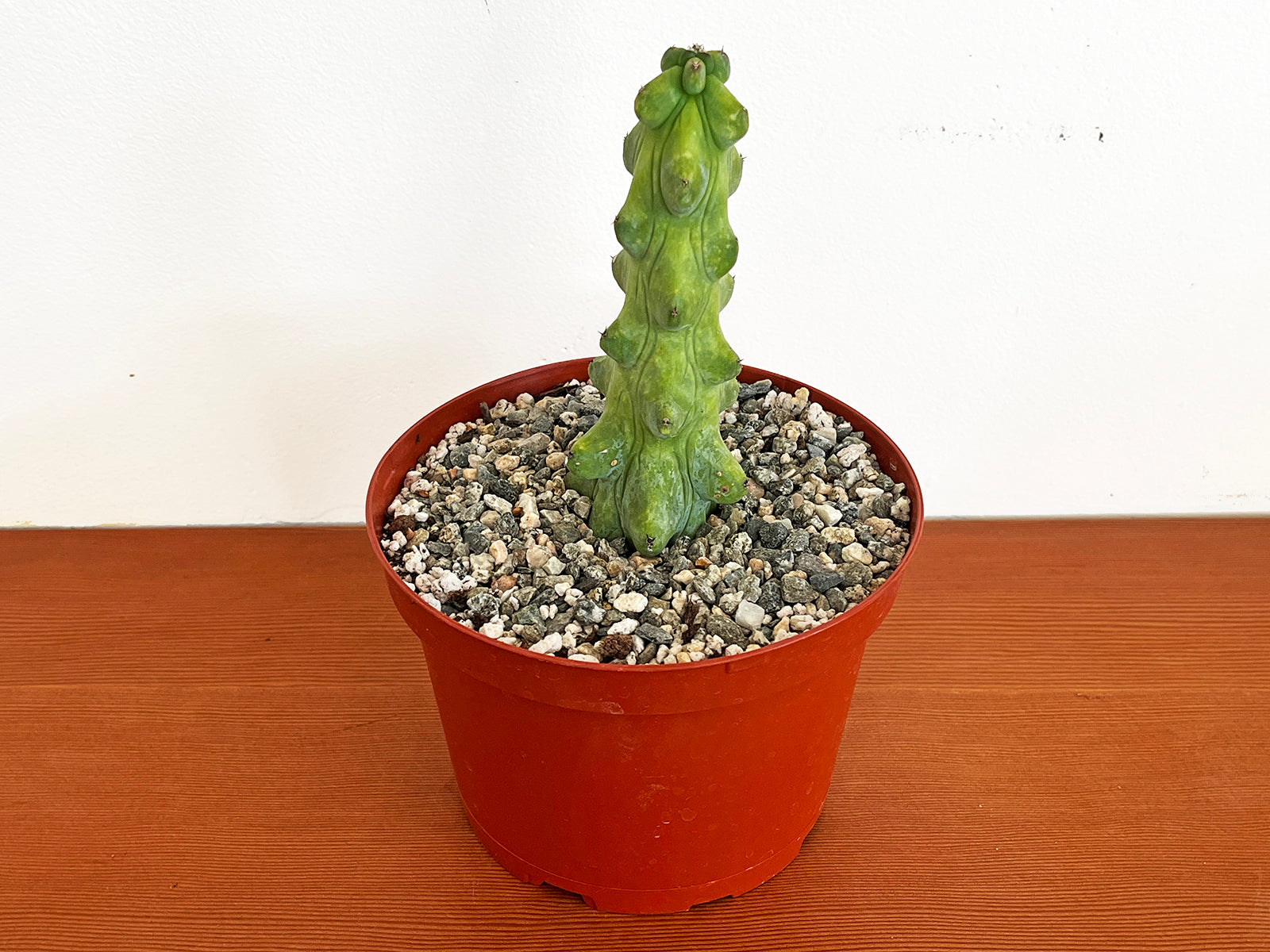 Myrtillocactus geometrizans 'Fukurokuryuzinboku' (Boobie Cactus)