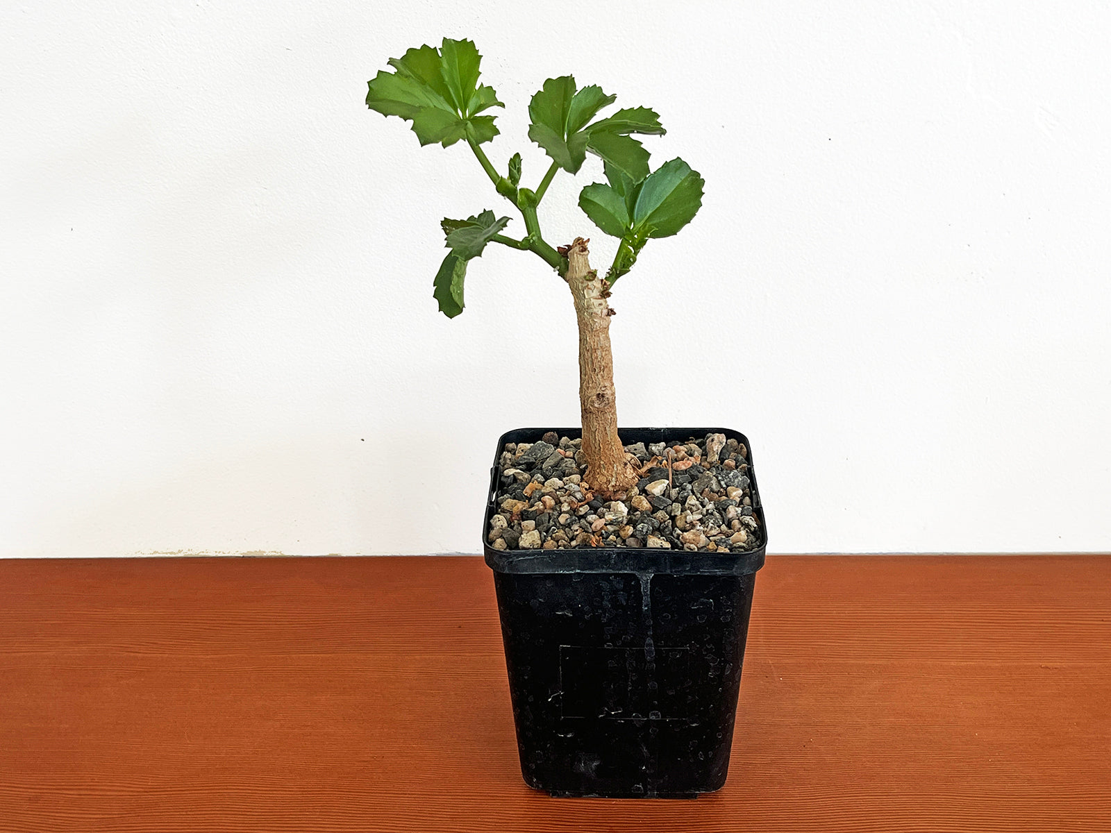 Cyphostemma cirrhosum