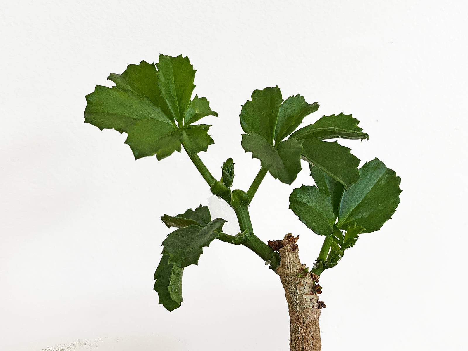 Cyphostemma cirrhosum