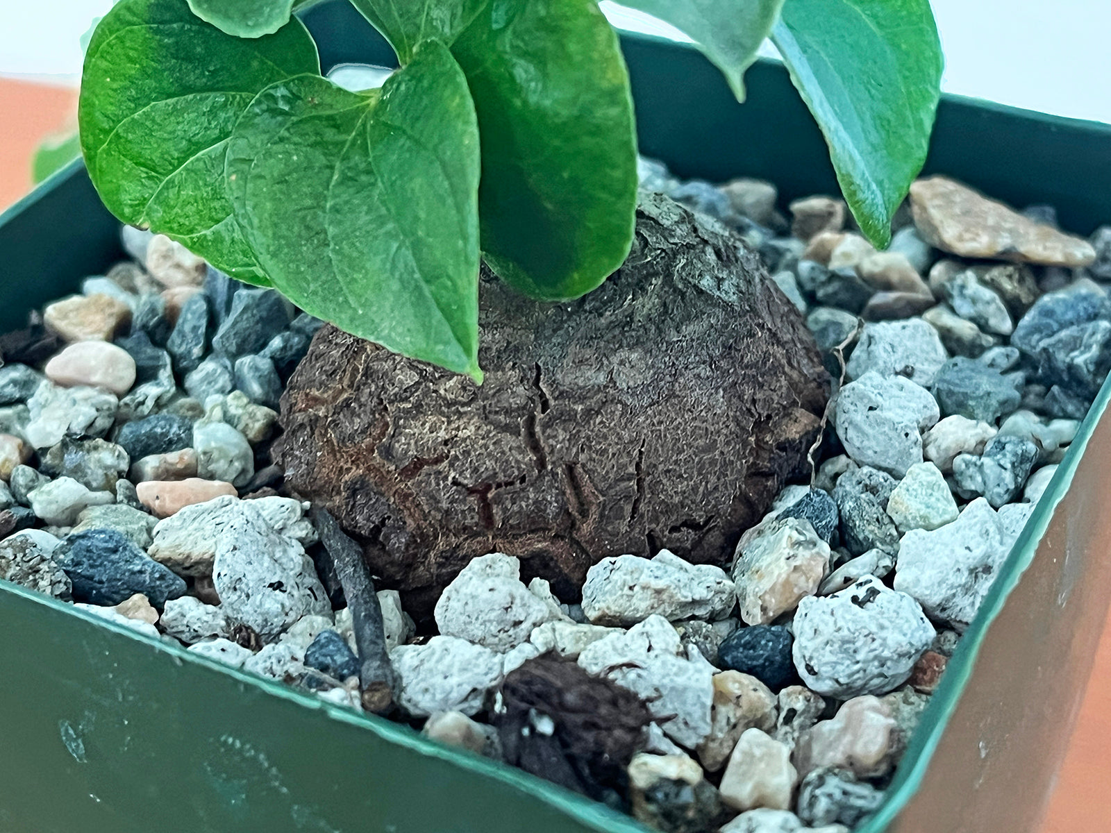 Dioscorea elephantipes – Public Land Store