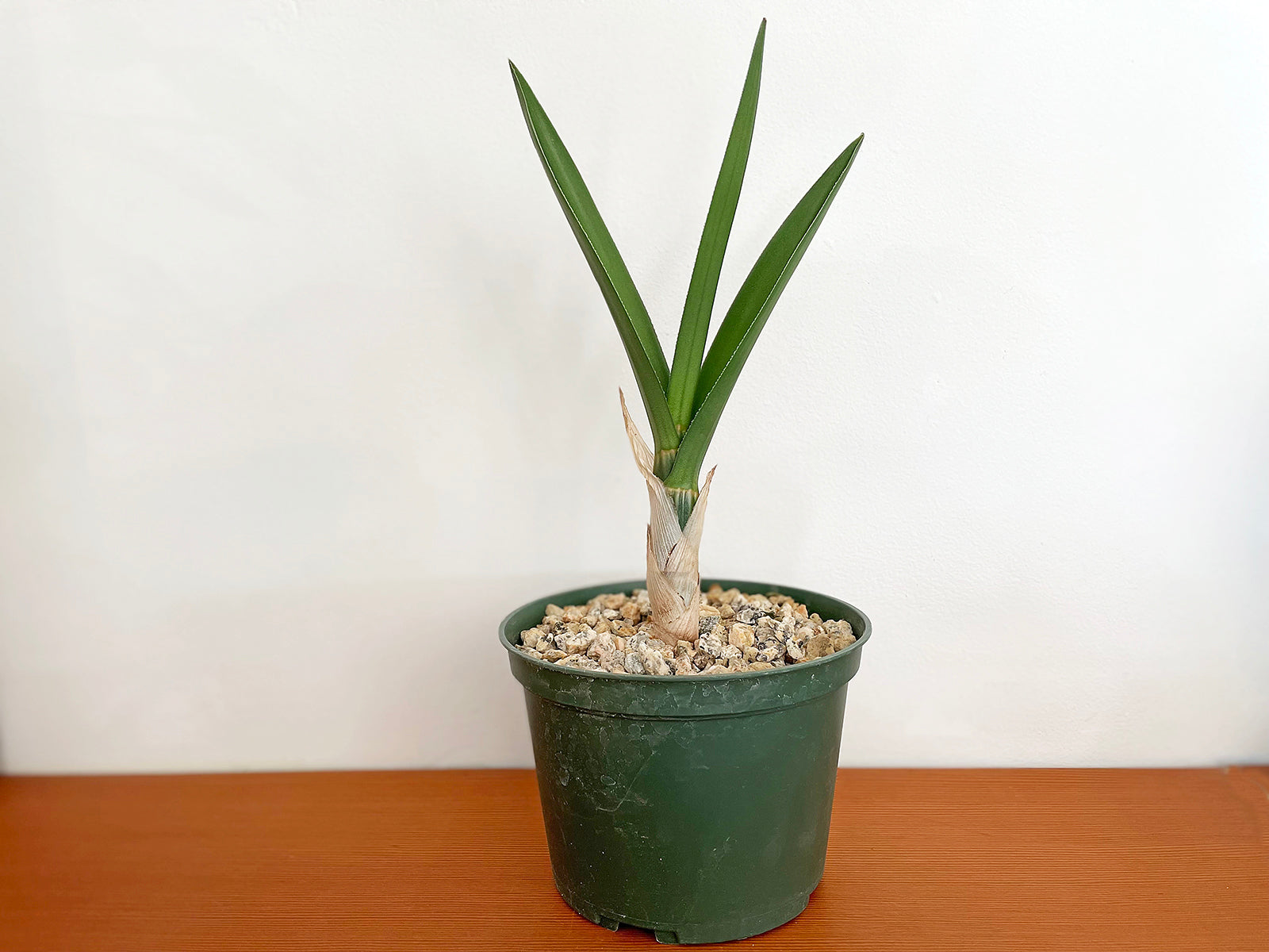 Eulophia petersii aka Desert Orchid