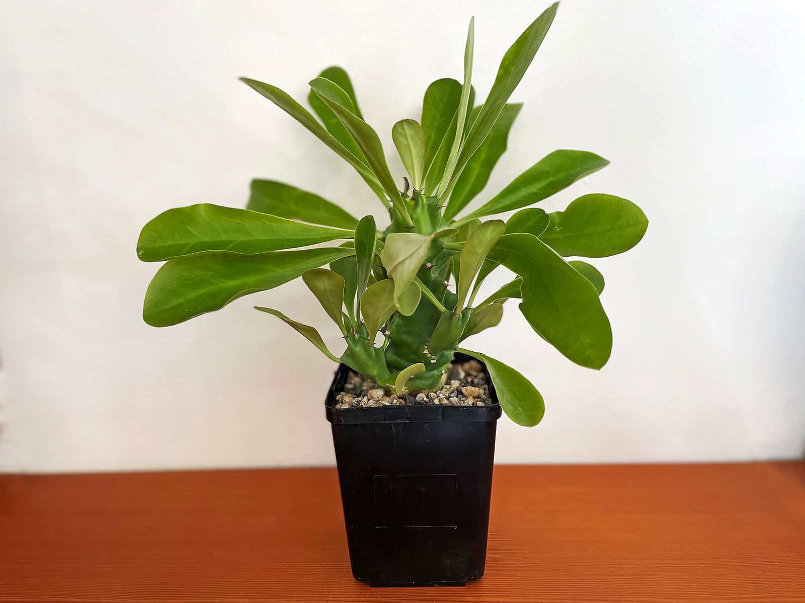 Euphorbia royleana
