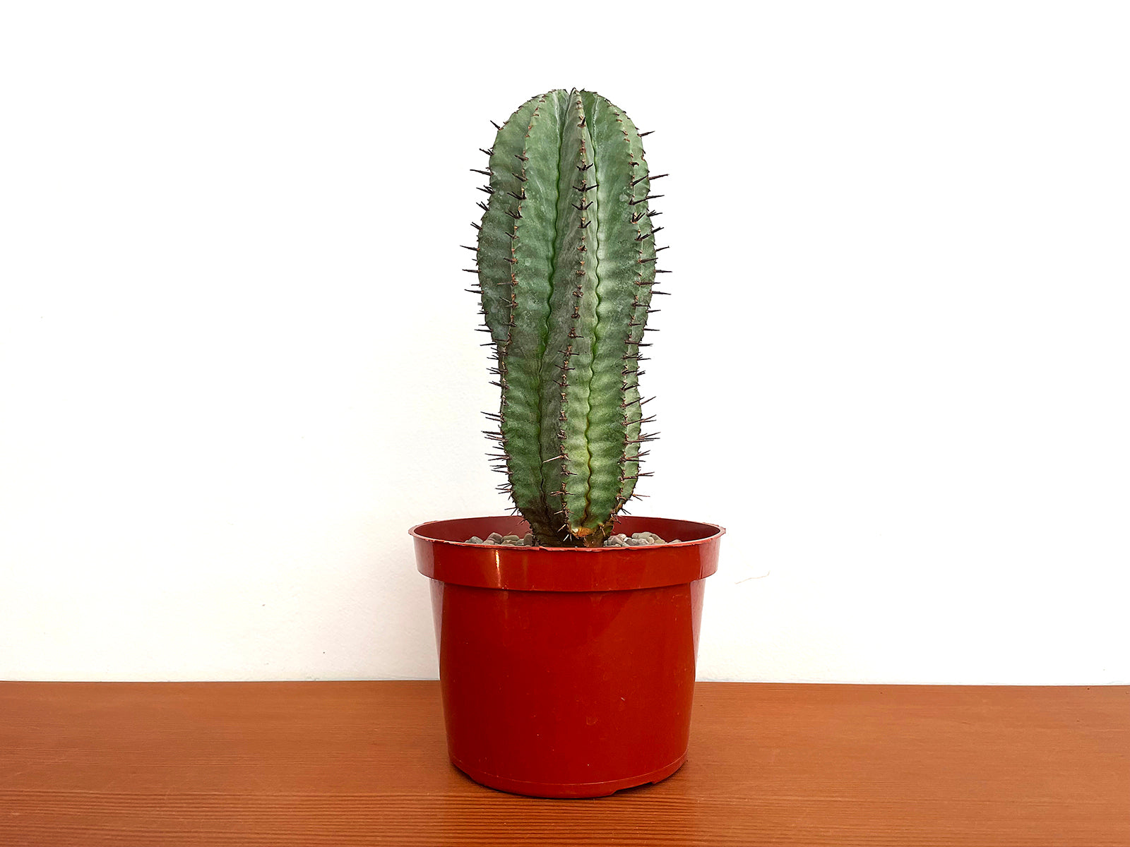 Euphorbia horrida