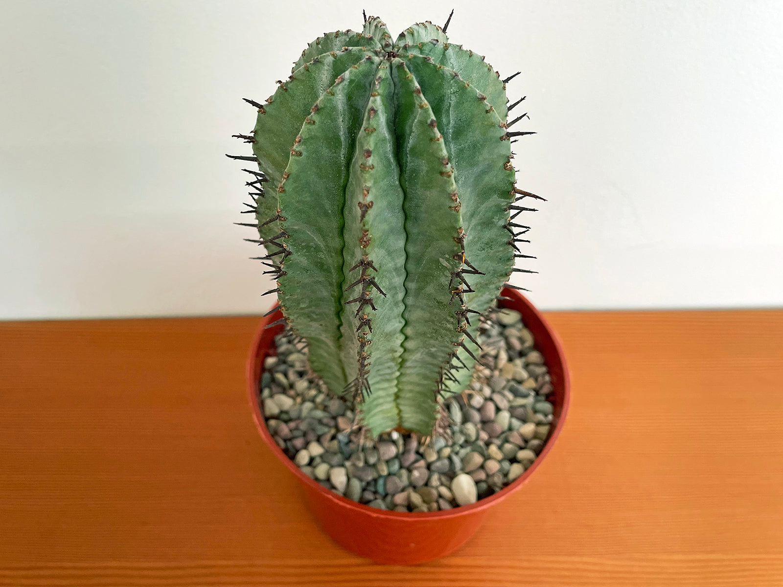 Euphorbia horrida
