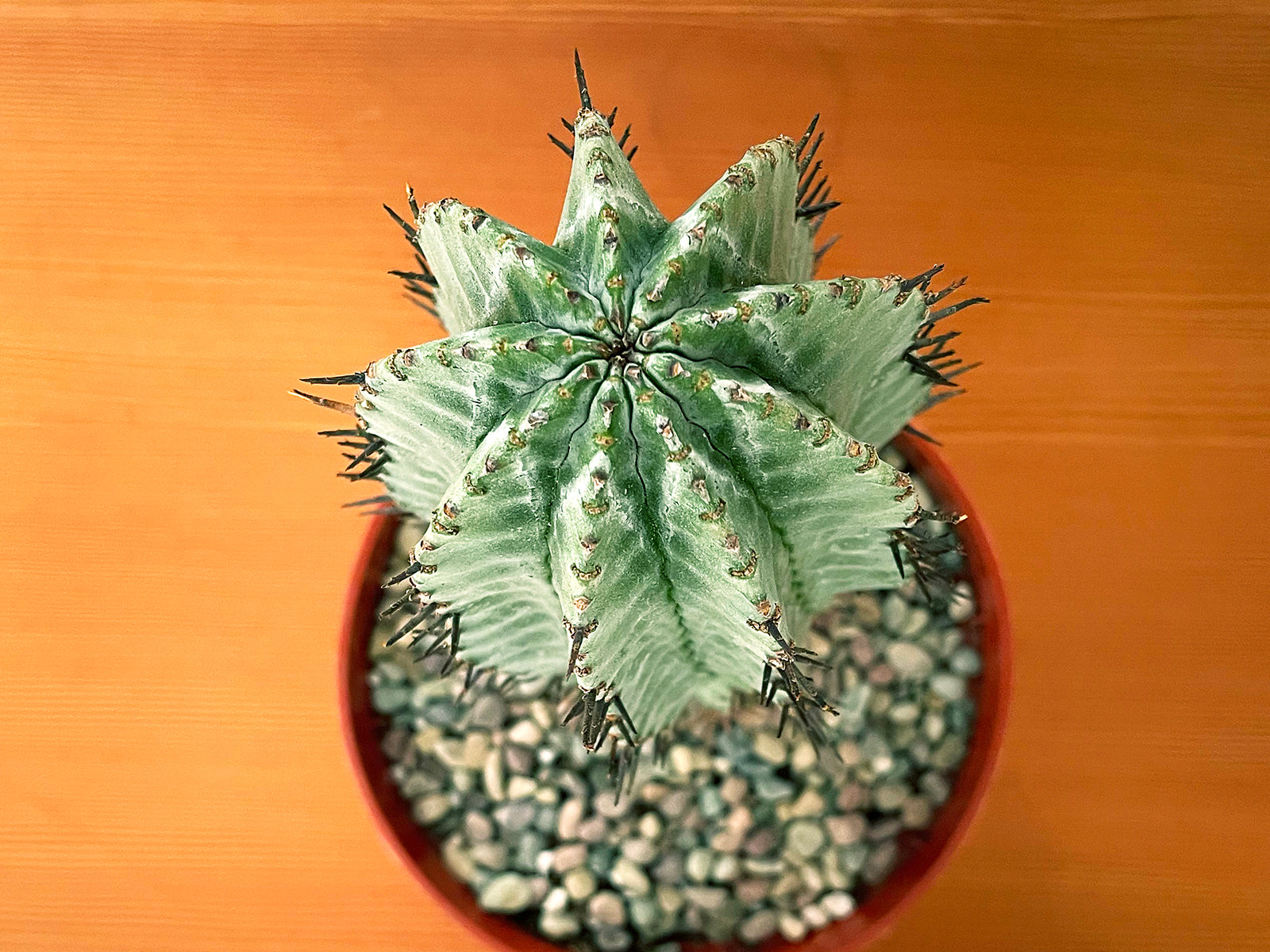 Euphorbia horrida