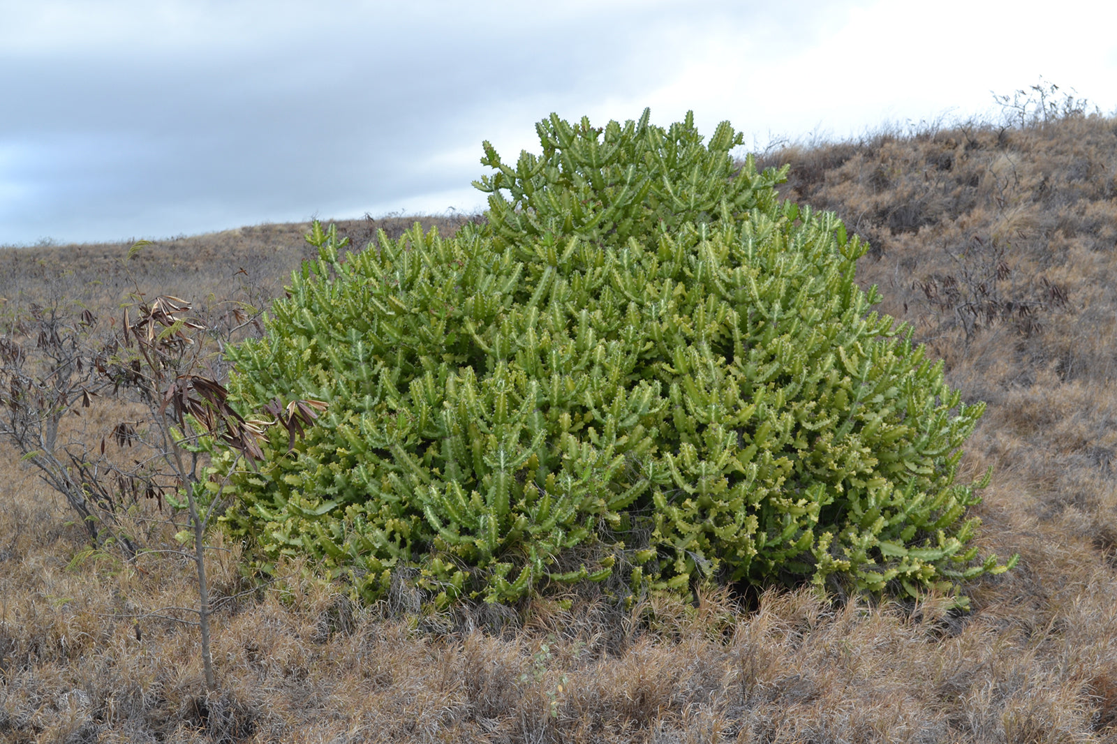 Euphorbia lactea variegated