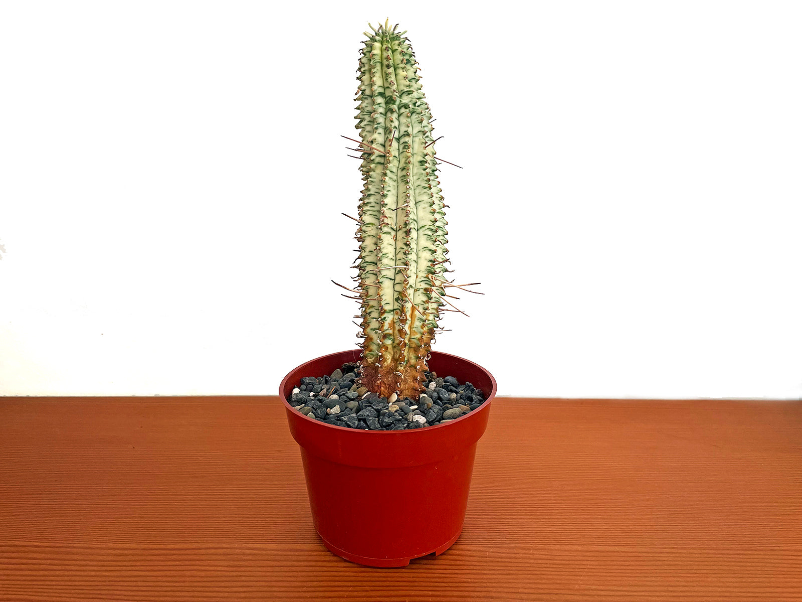 Euphorbia Mammillaris Variegata Yellow 'Corn on the Cob'