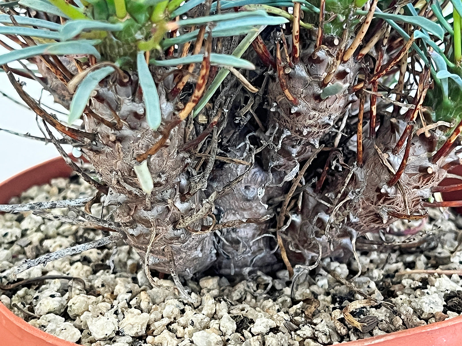 Euphorbia multifolia