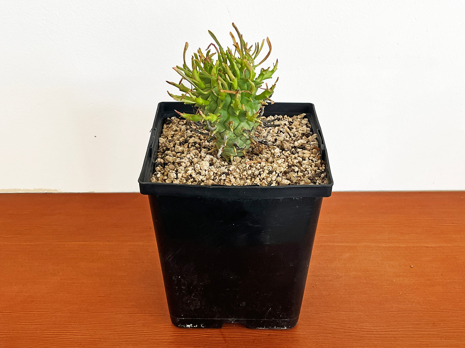 Euphorbia schoenlandii