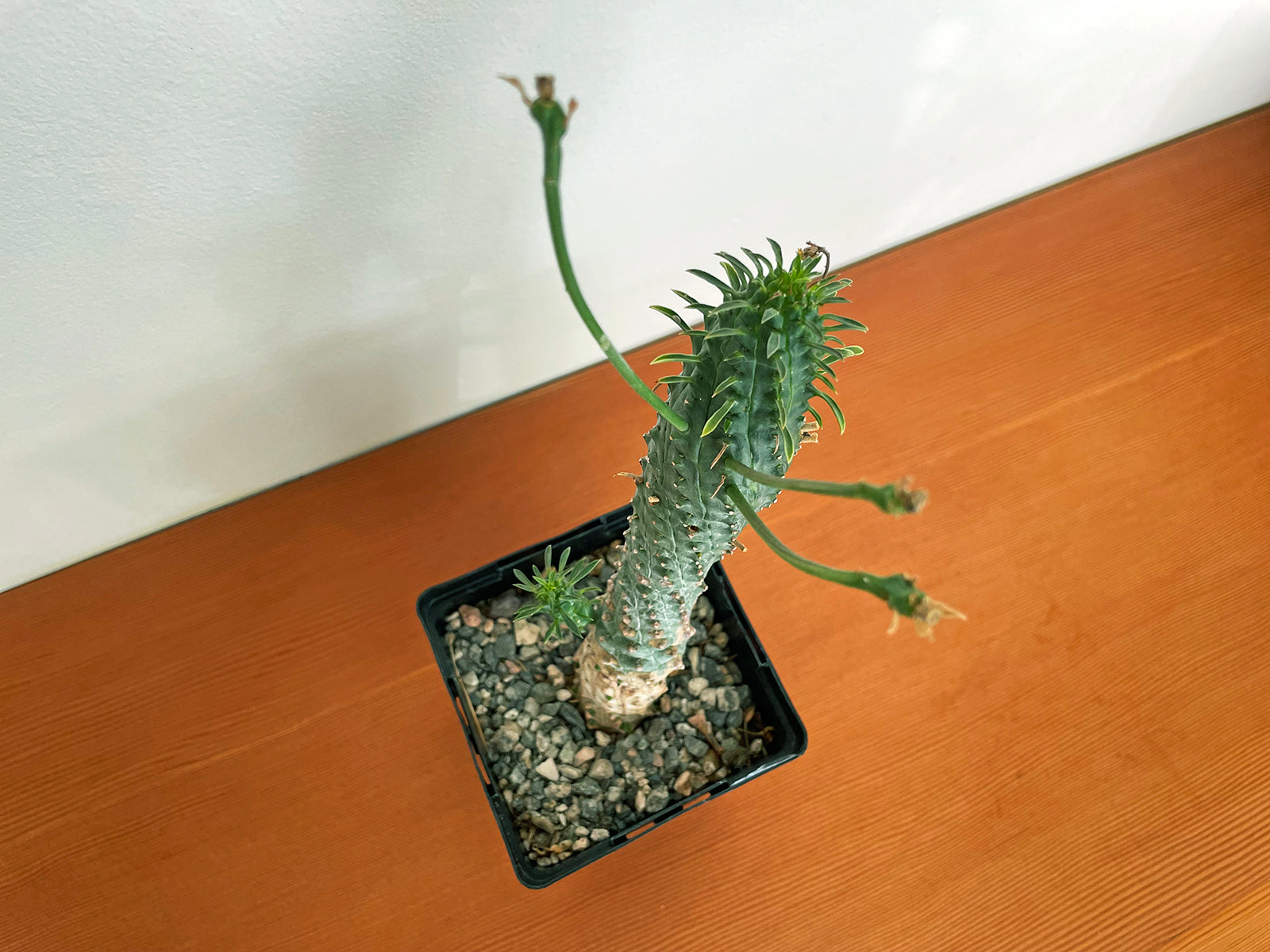 Euphorbia spiralis