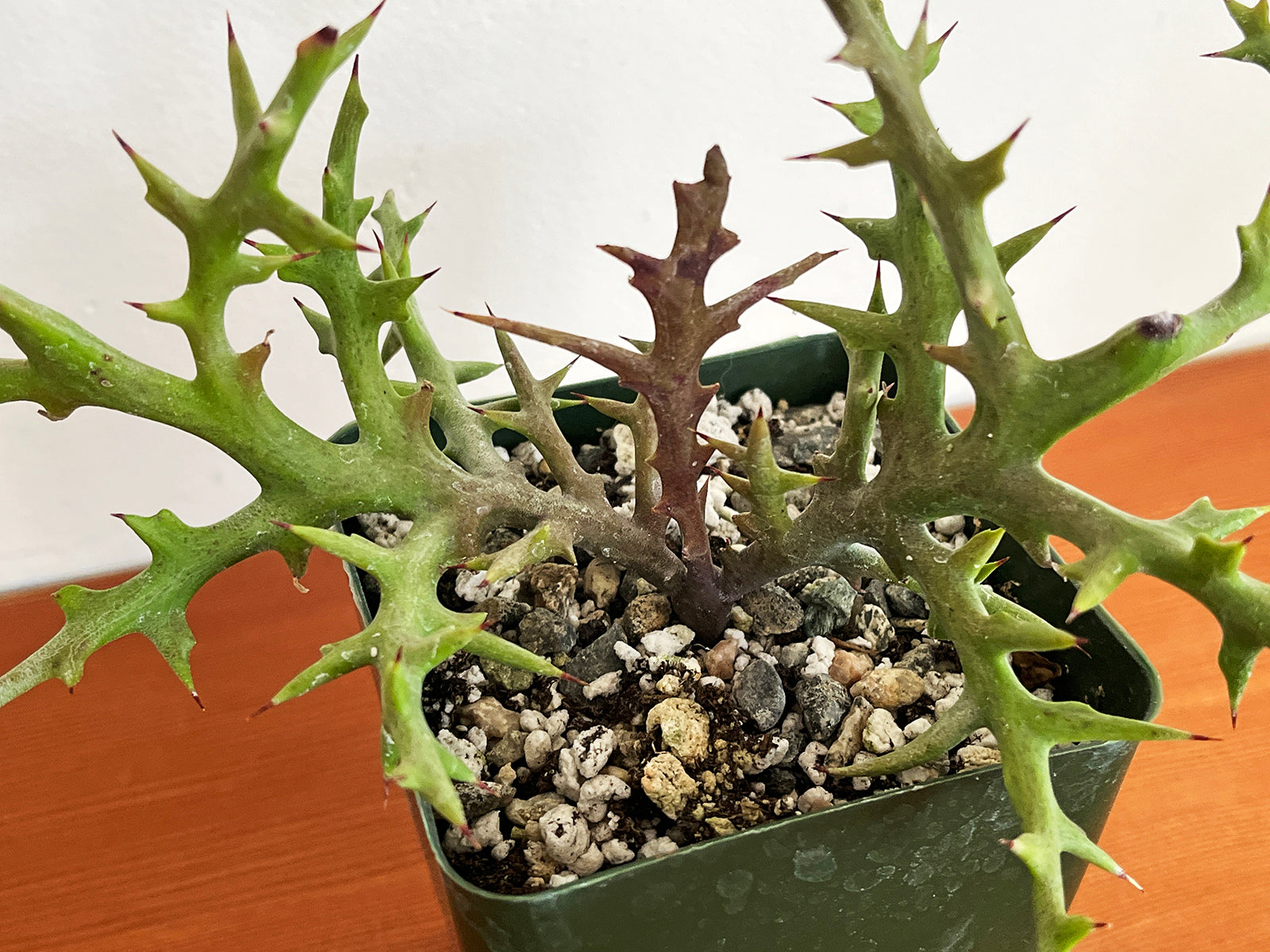 Euphorbia stenoclada