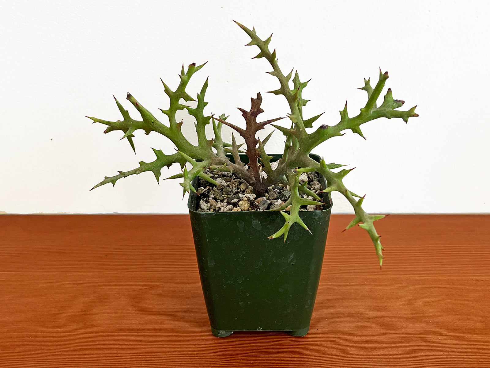 Euphorbia stenoclada