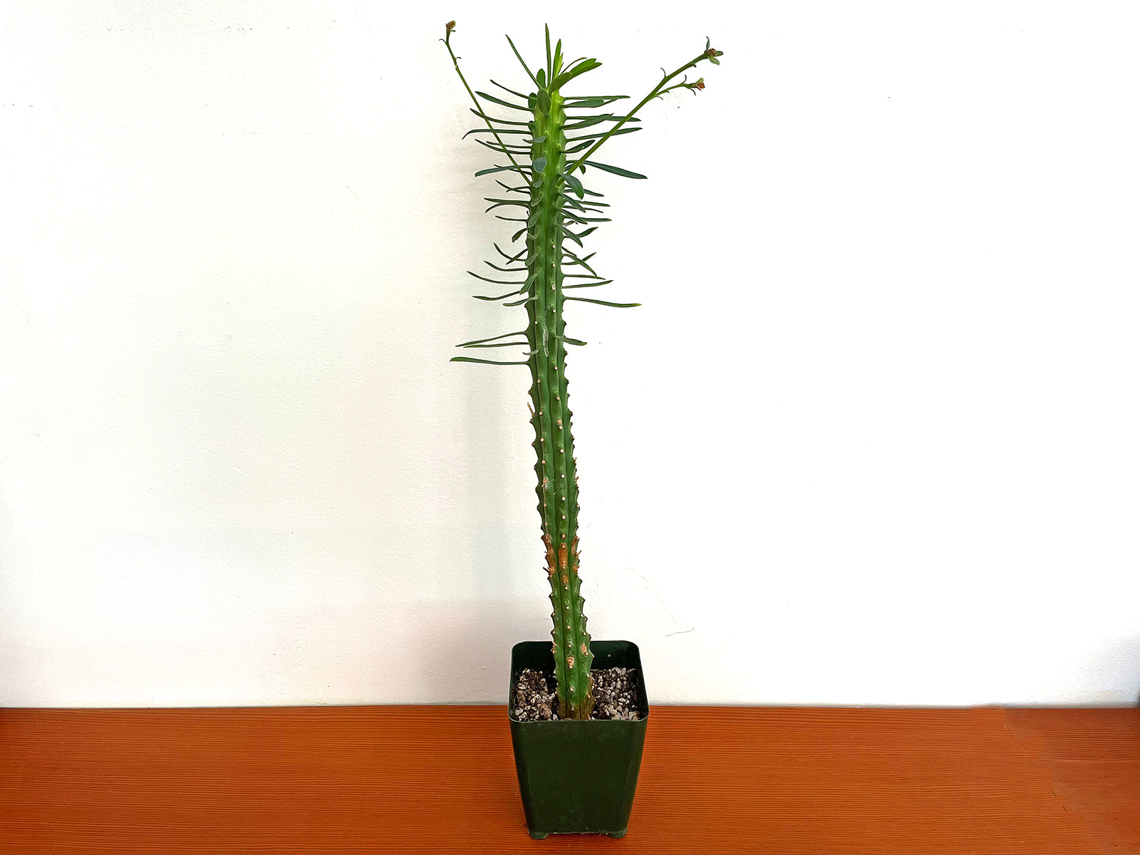 Euphorbia loricata