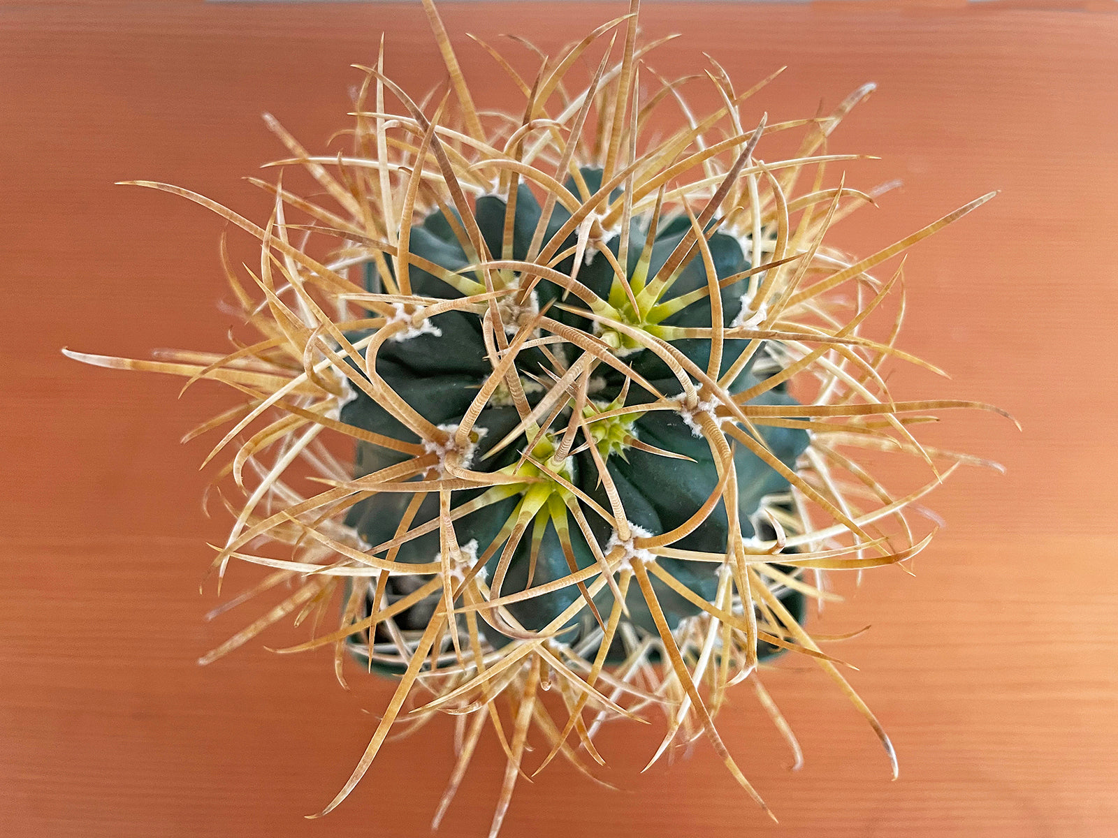 Ferocactus Chrysacanthus