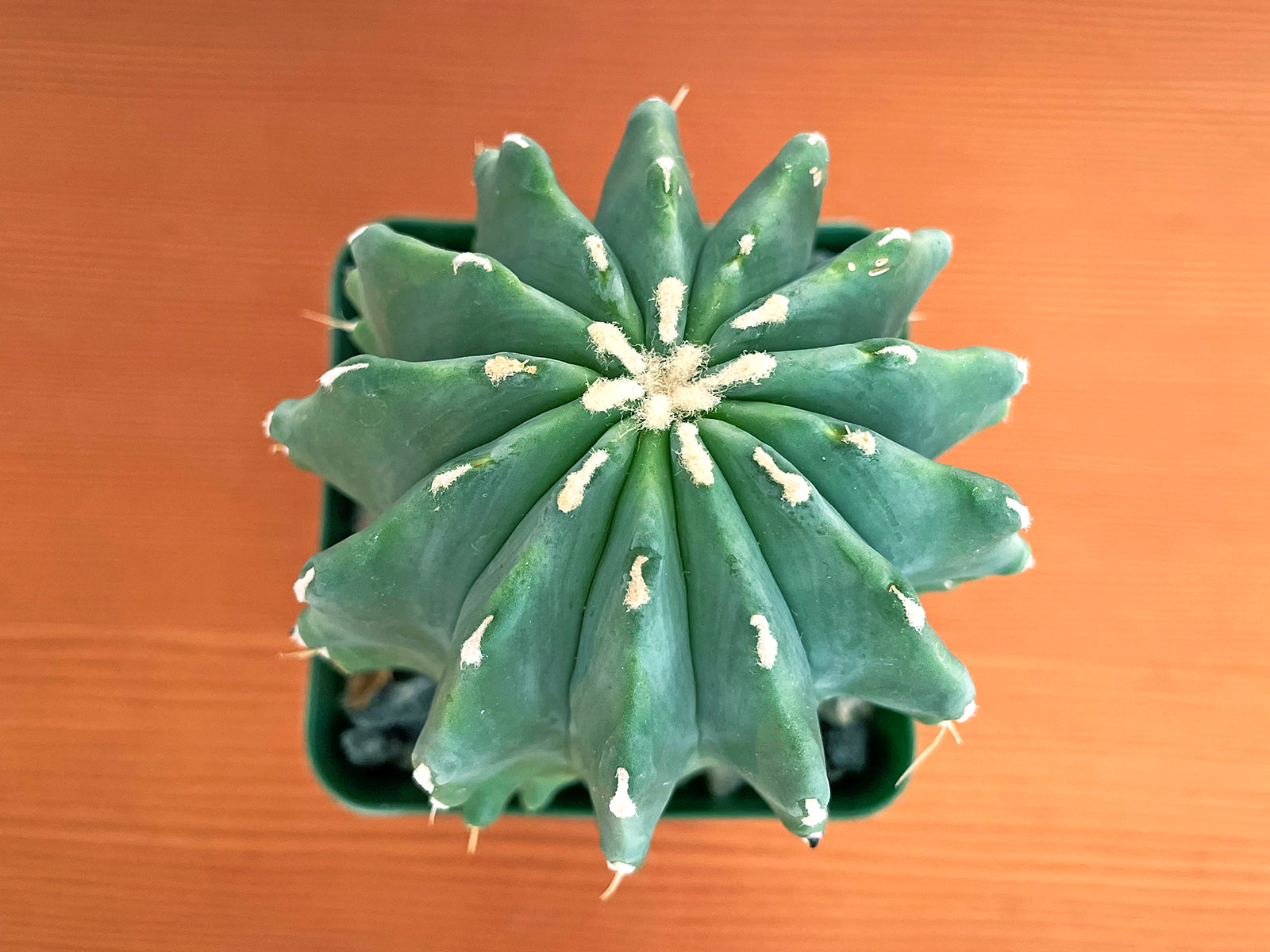 Ferocactus glaucescens inermis