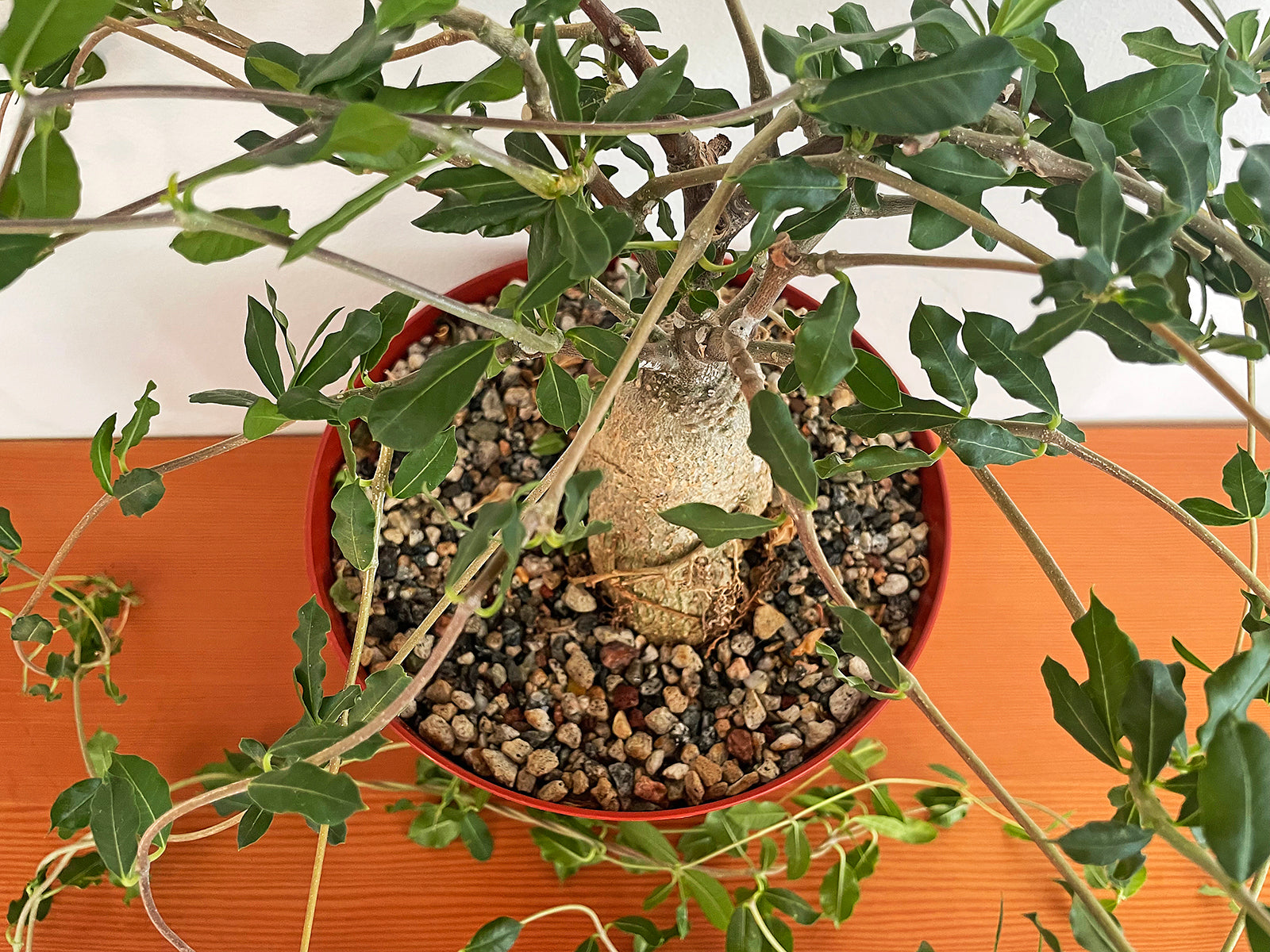 POWERS TO FLOWERS: Fockea Edulis In Vaso Ceramica Rossa – Pianta Succulenta VERA Con Caudice