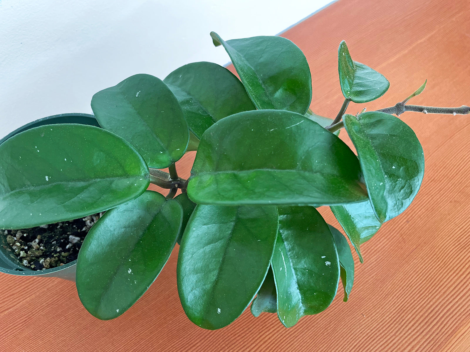 Hoya carnosa 'Chelsea'