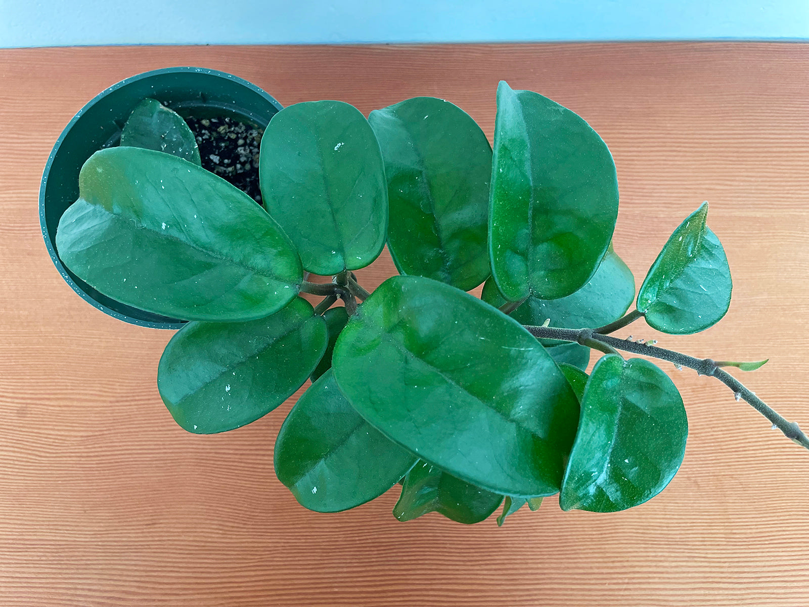 Hoya carnosa 'Chelsea'