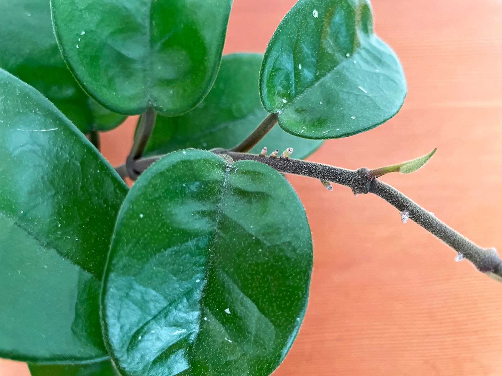 Hoya carnosa 'Chelsea'